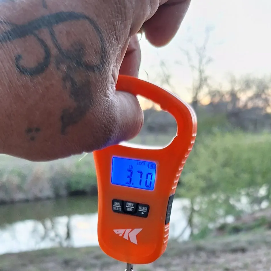 The most recent American eel catches on Fishbrain