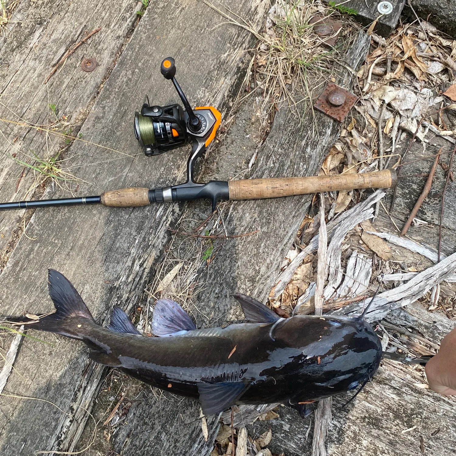 The most recent Blue salmon catfish catches on Fishbrain