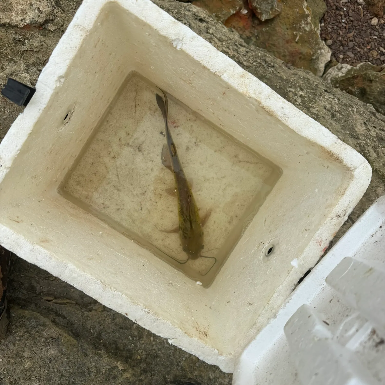 Fish caught on Fishbrain