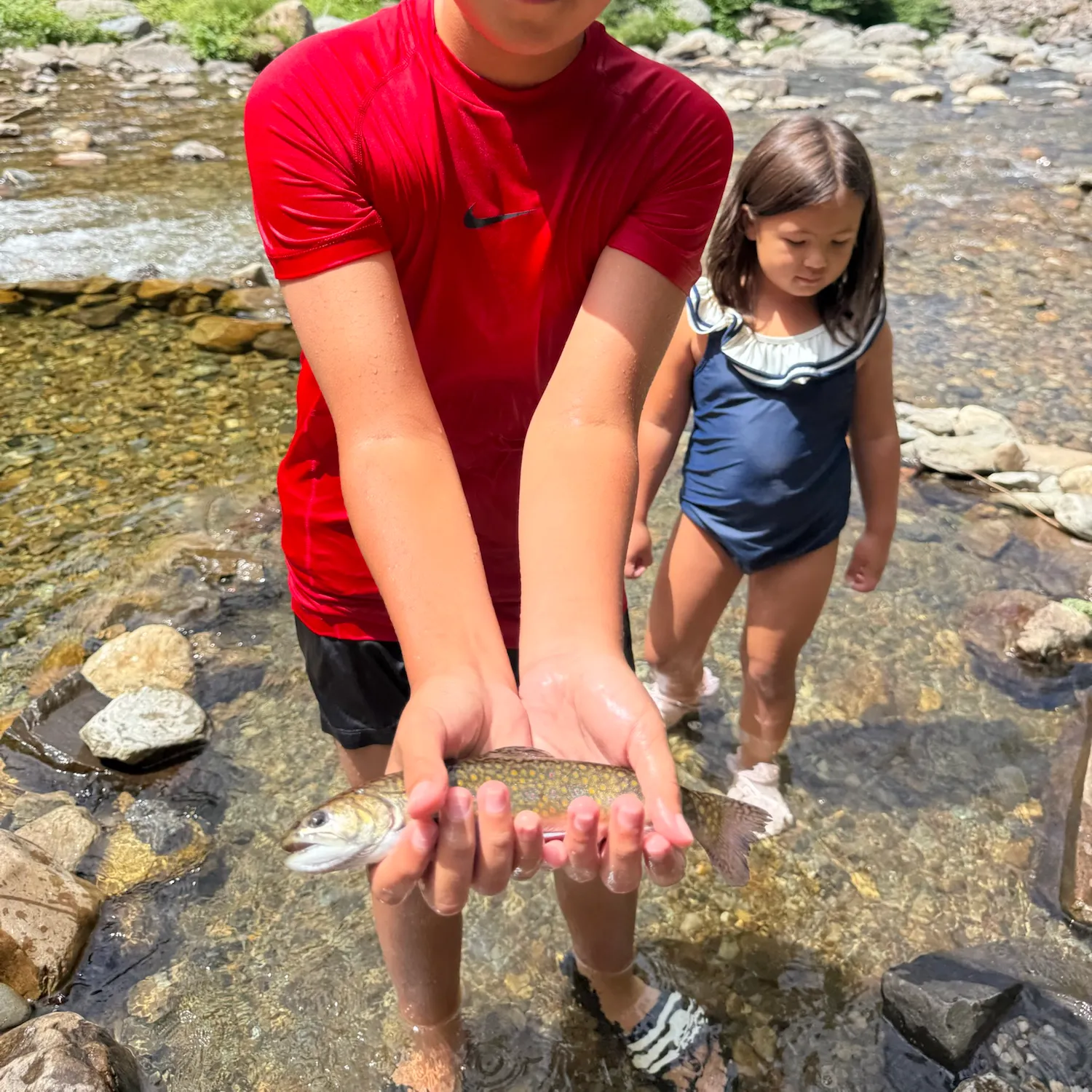 Brook trout caught on Fishbrain