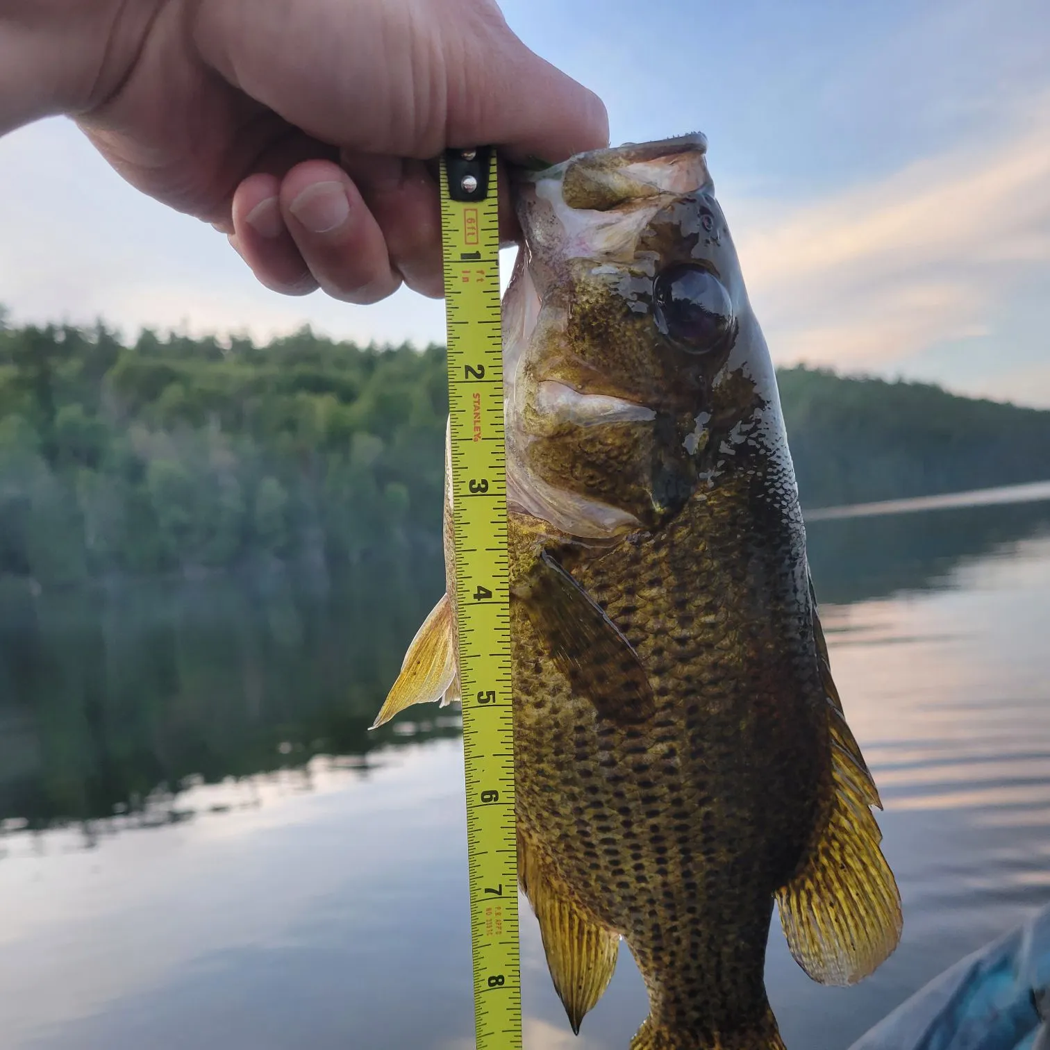 The most recent Rock bass catches on Fishbrain