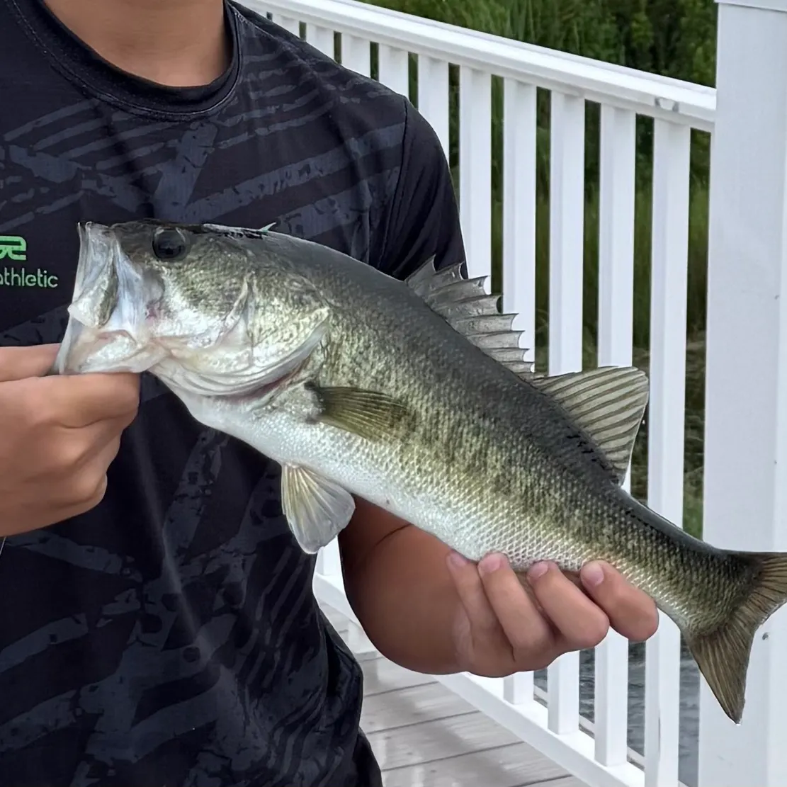 Largemouth bass caught on Fishbrain