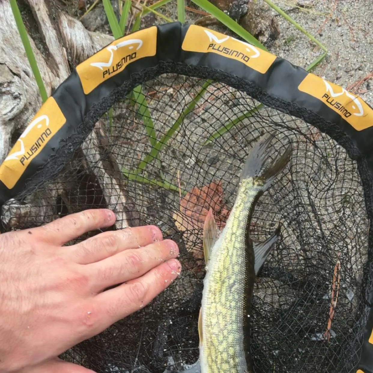 Chain pickerel caught on Fishbrain