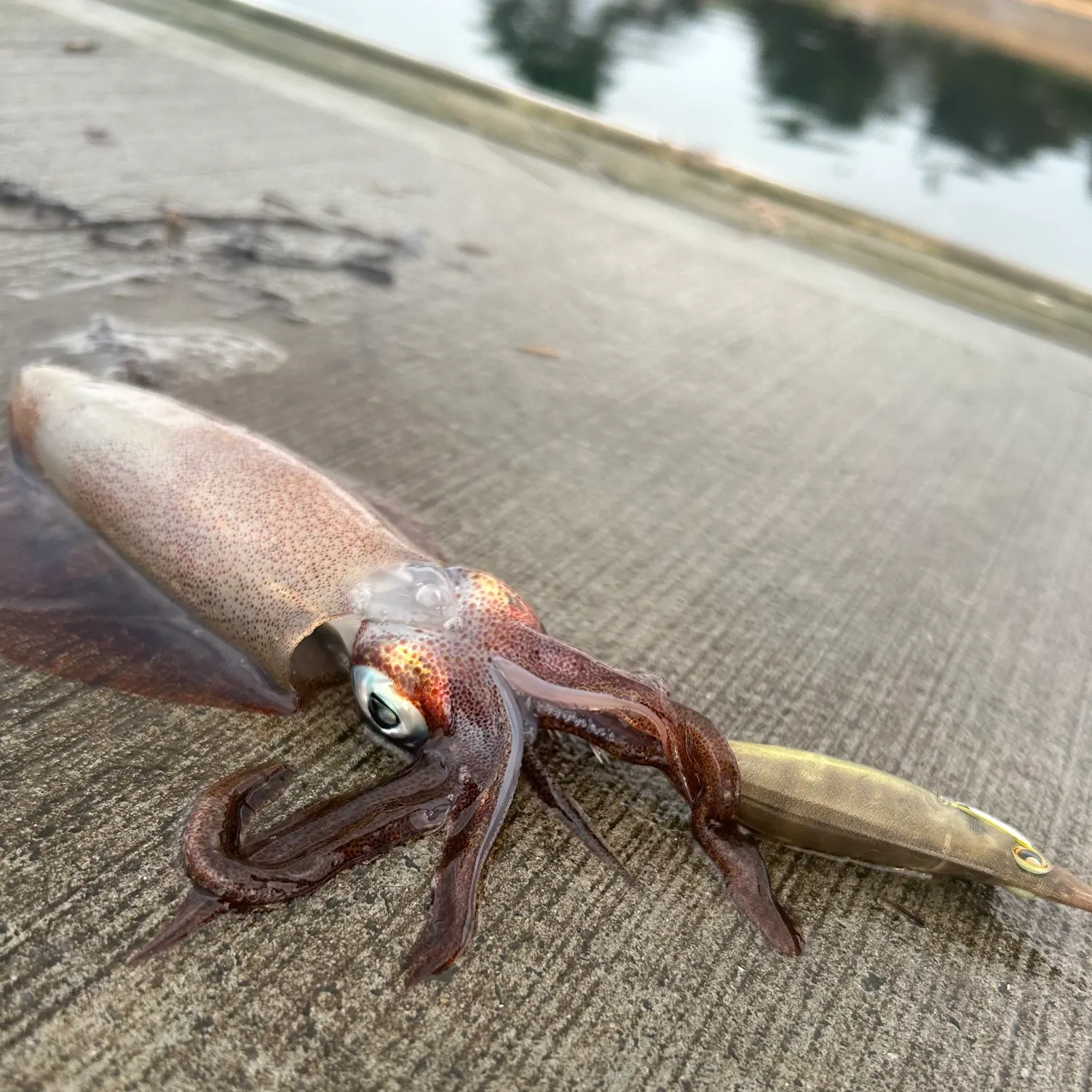 Southern calamari caught on Fishbrain
