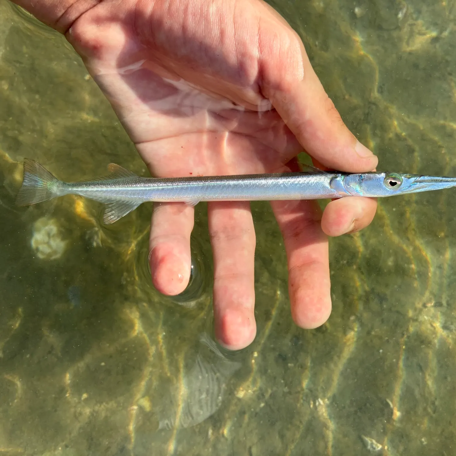 The most recent Redfin needlefish catches on Fishbrain