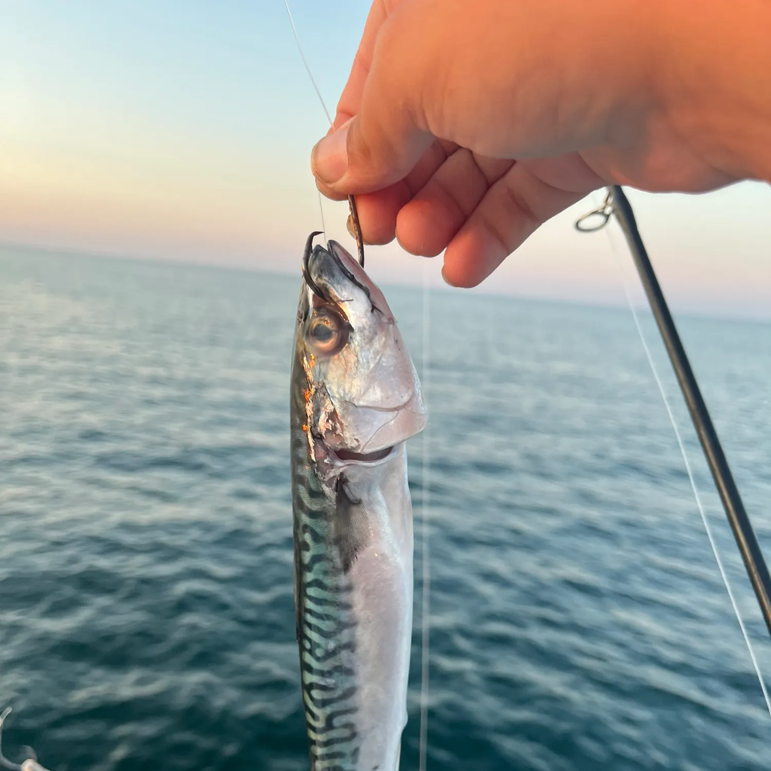 Pacific chub mackerel caught on Fishbrain