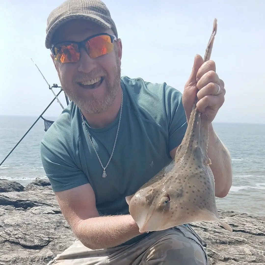 The most recent Spotted ray catches on Fishbrain