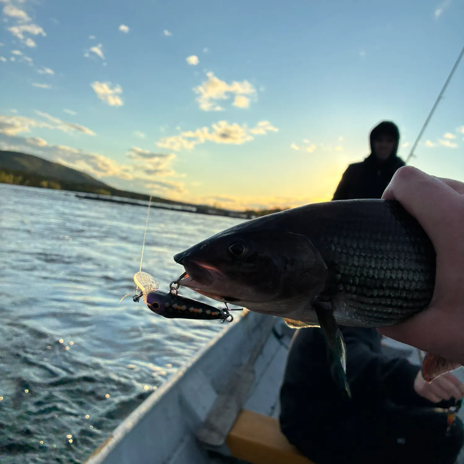 European grayling caught on Fishbrain