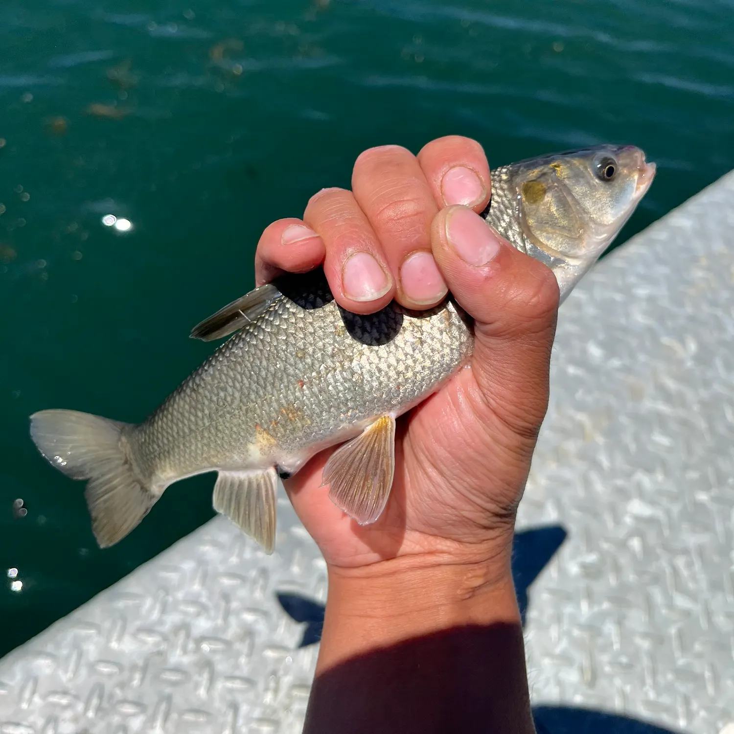The most recent Tui chub catches on Fishbrain