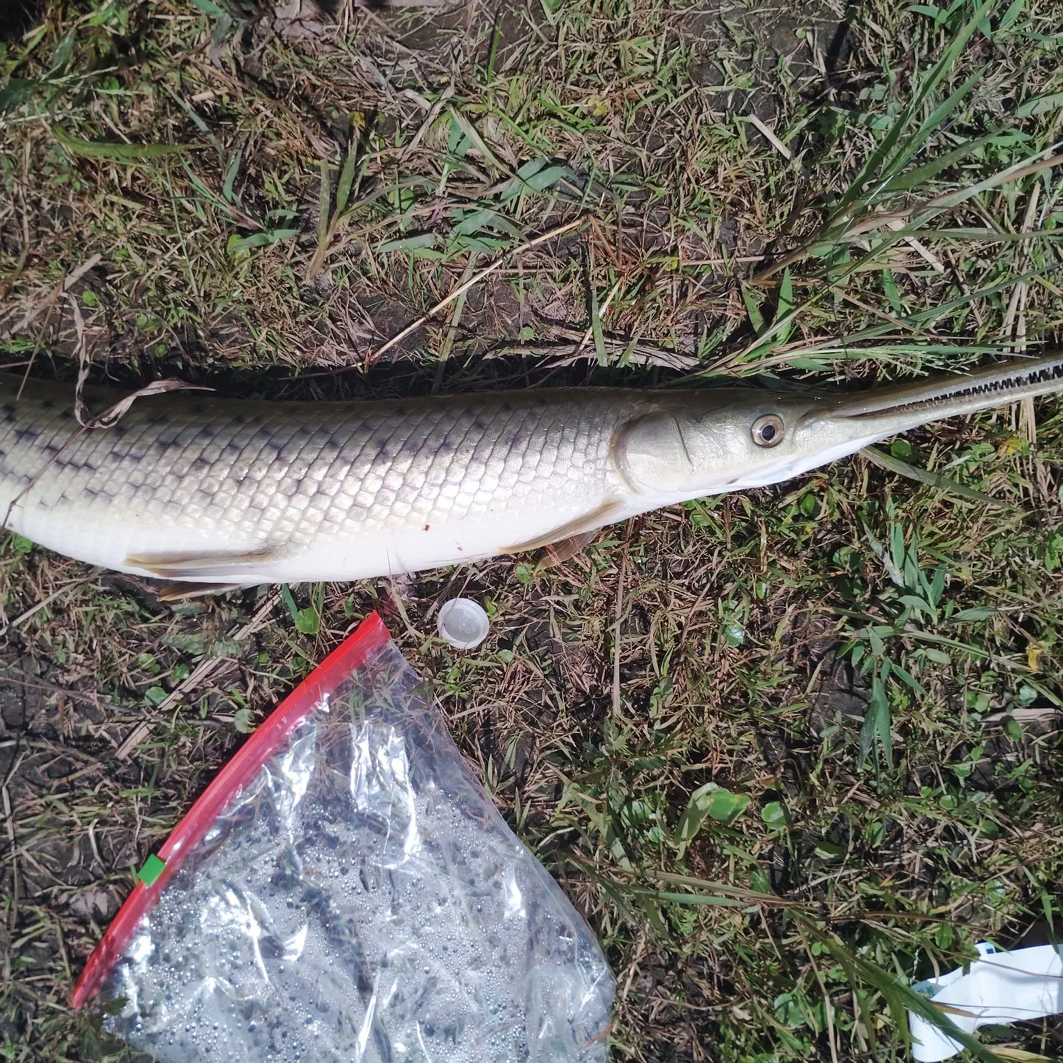 Spotted gar caught on Fishbrain