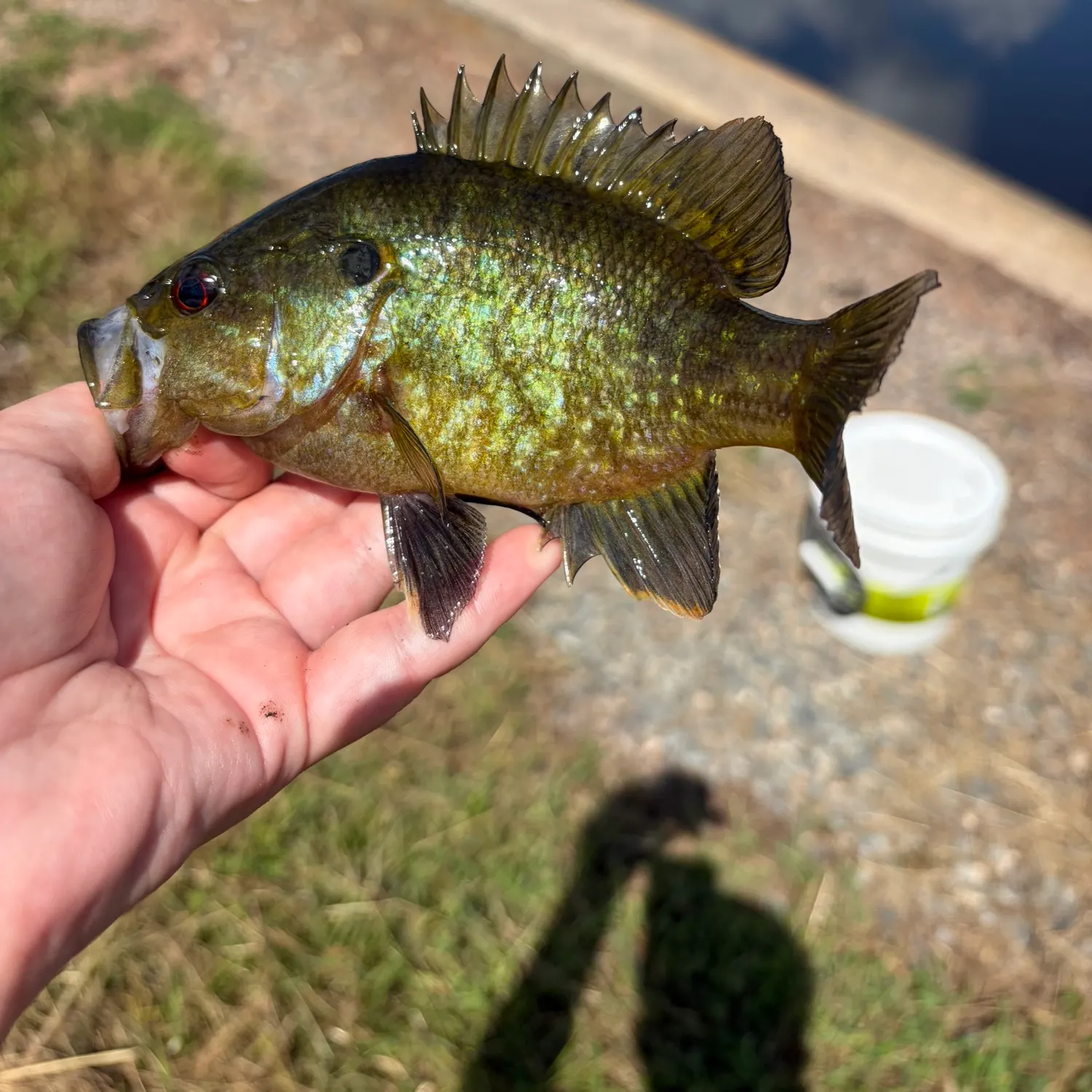 catch