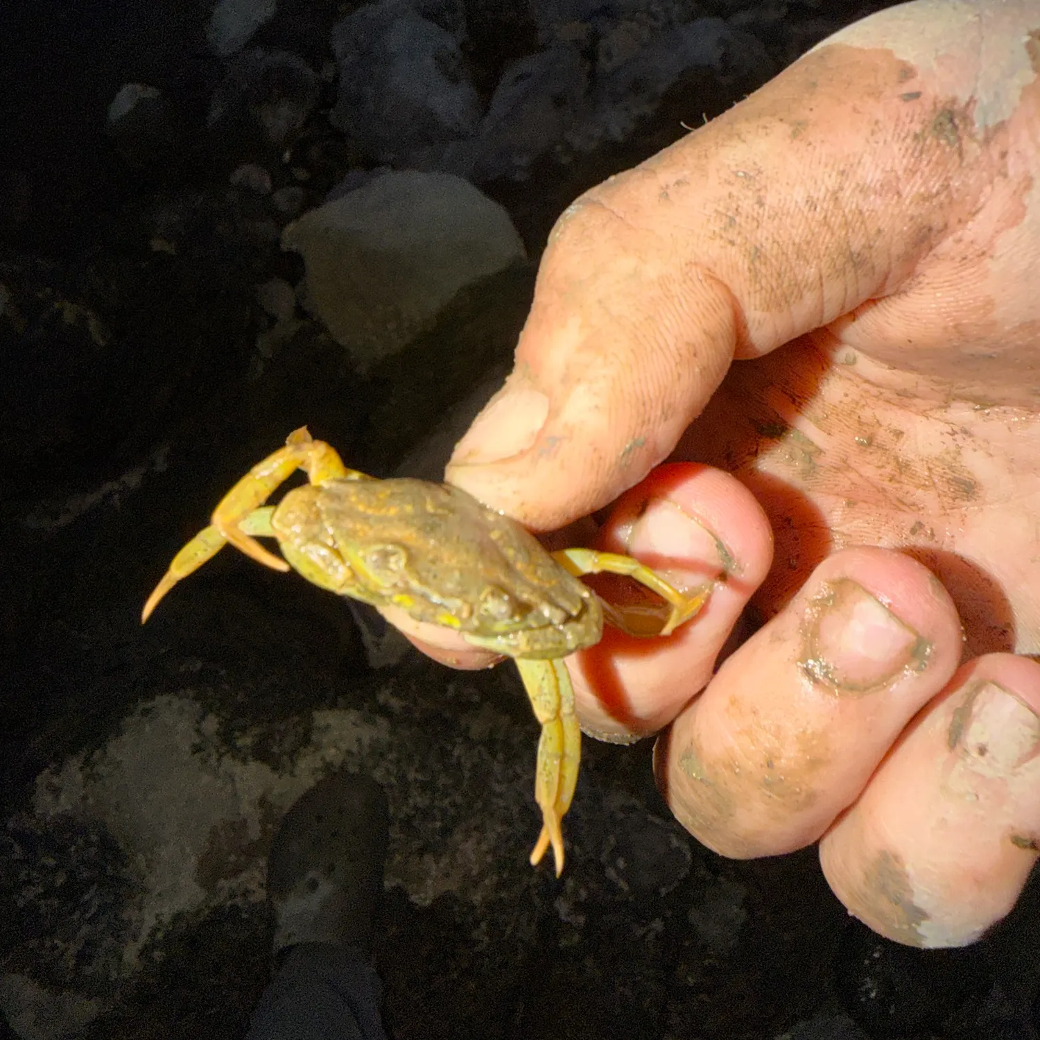 Green crab caught on Fishbrain