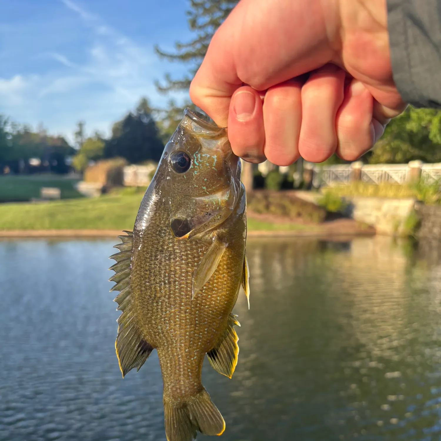 Green sunfish caught on Fishbrain