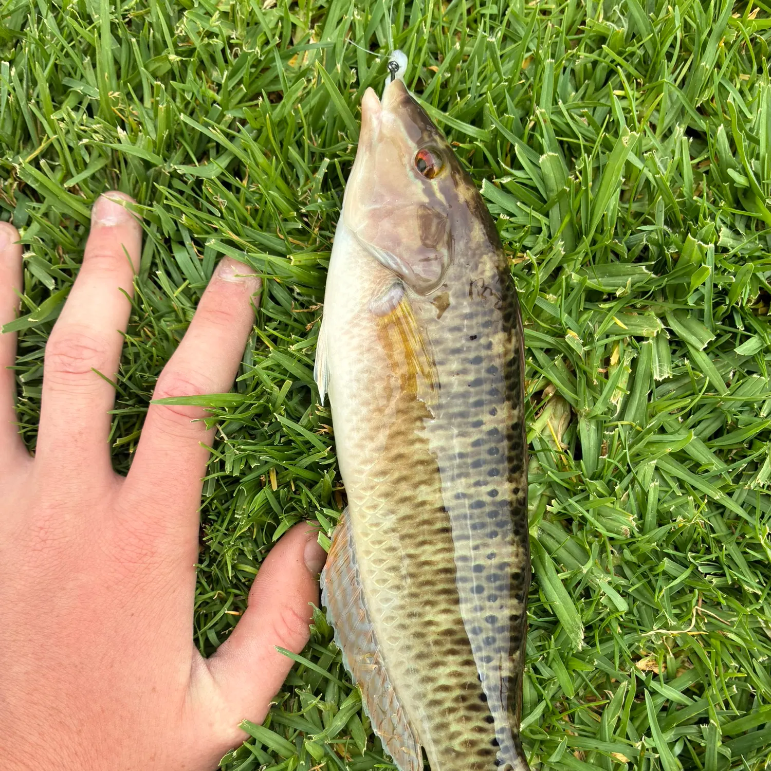 The most recent Rock wrasse catches on Fishbrain