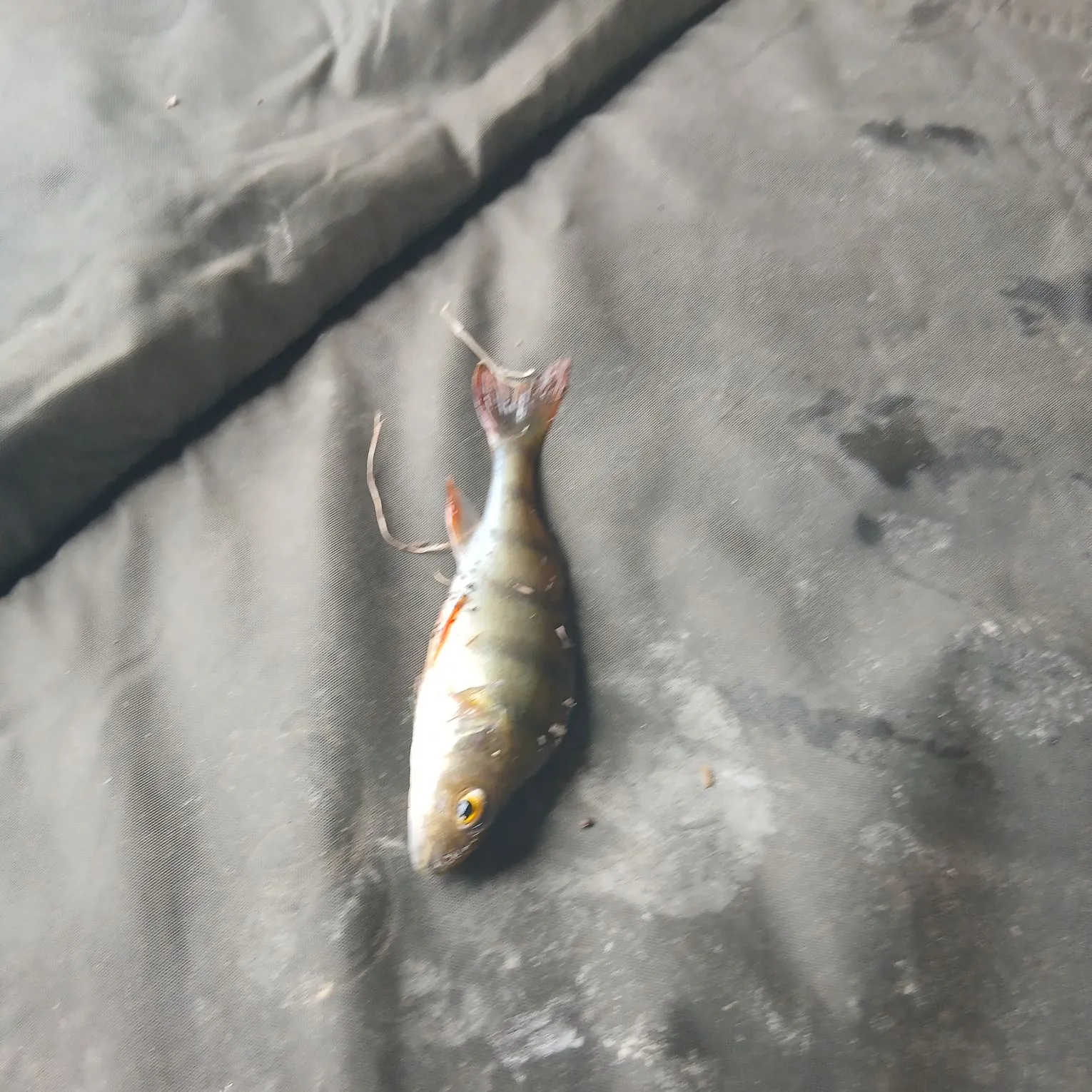 European perch caught on Fishbrain