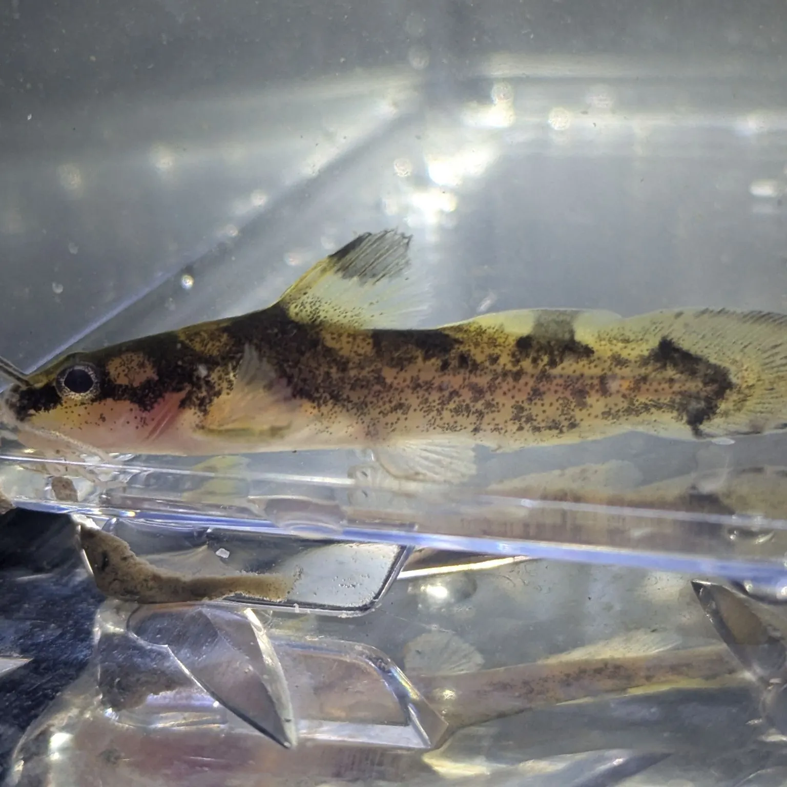The most recent Brindled madtom catches on Fishbrain