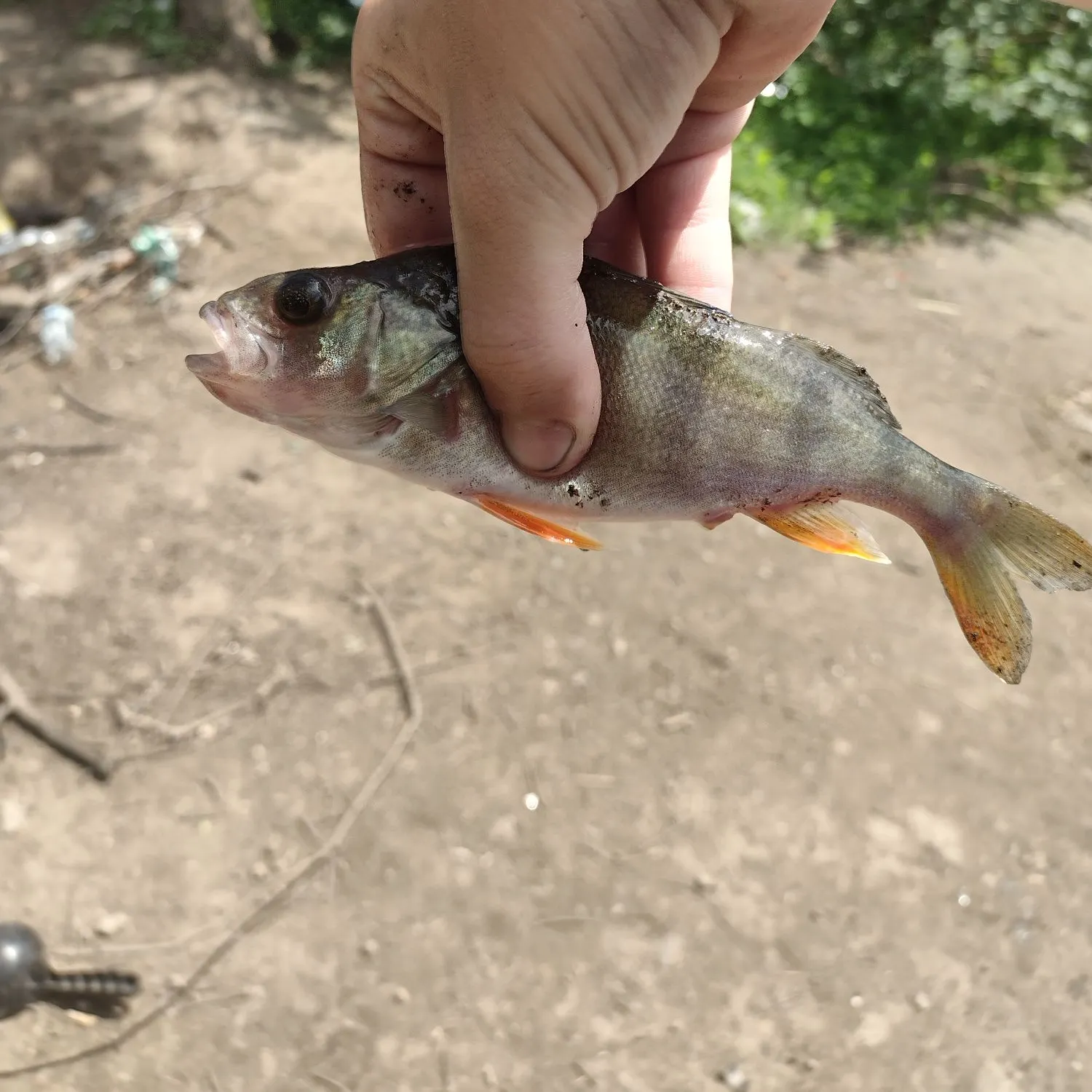 The most recent European perch catches on Fishbrain