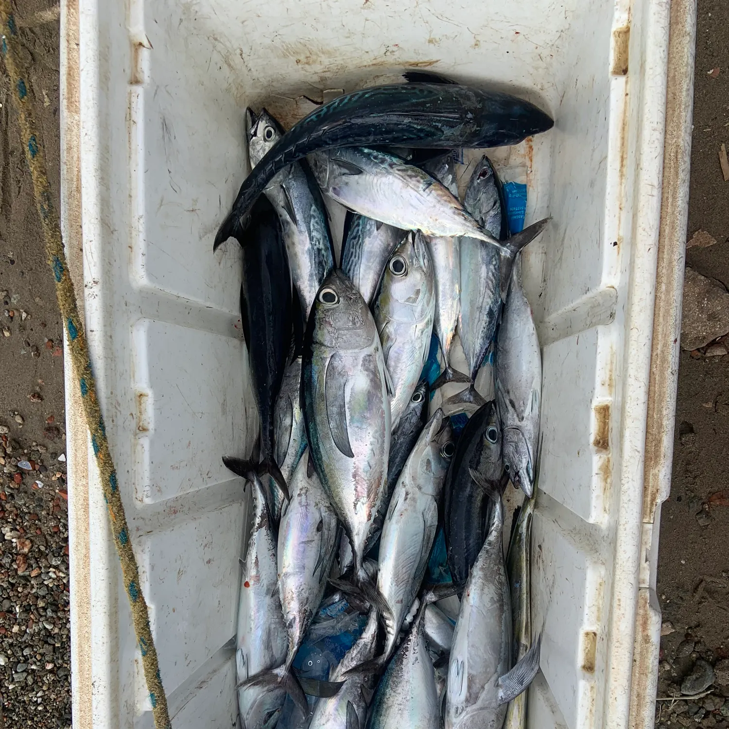 The most recent Blackfin tuna catches on Fishbrain