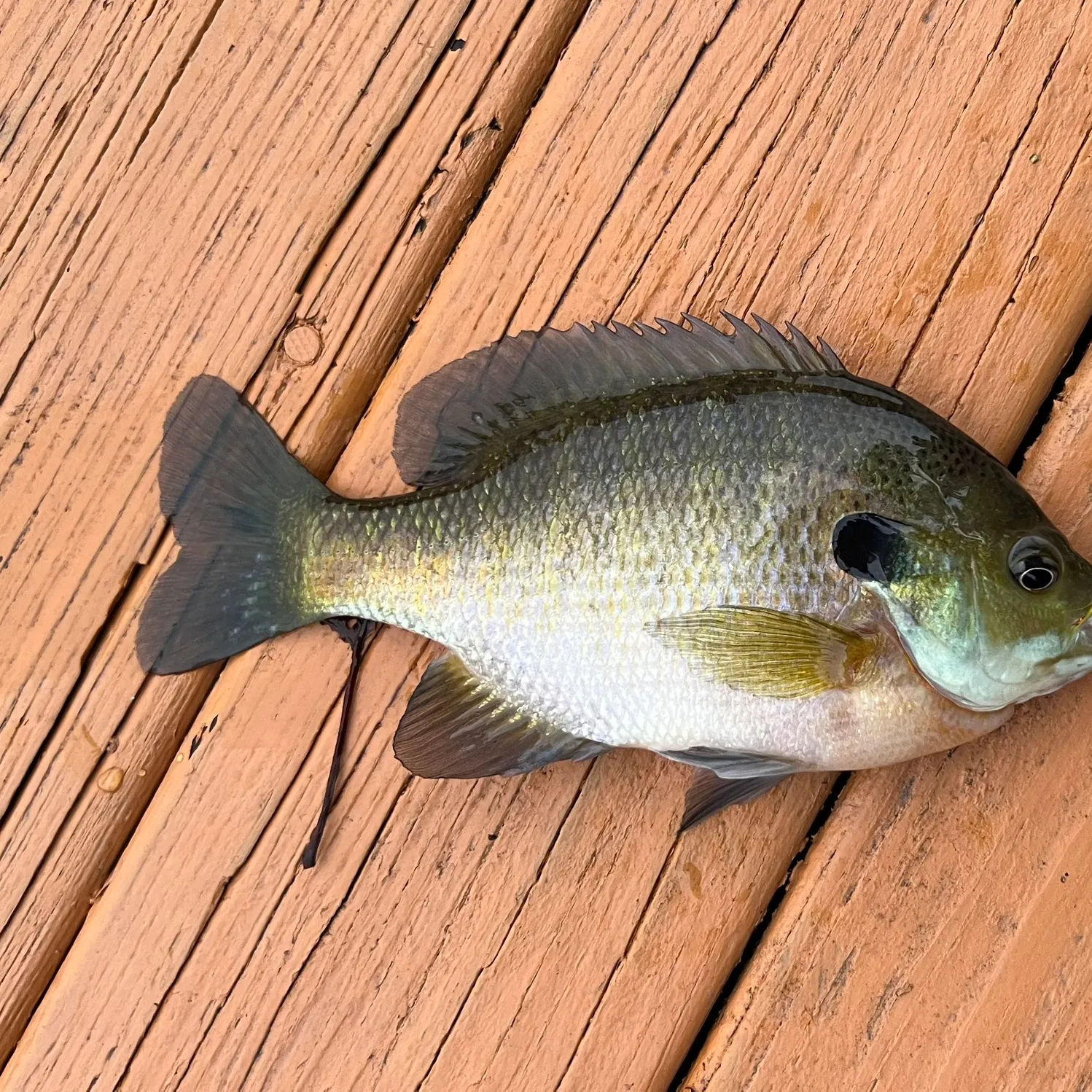 Bluegill caught on Fishbrain