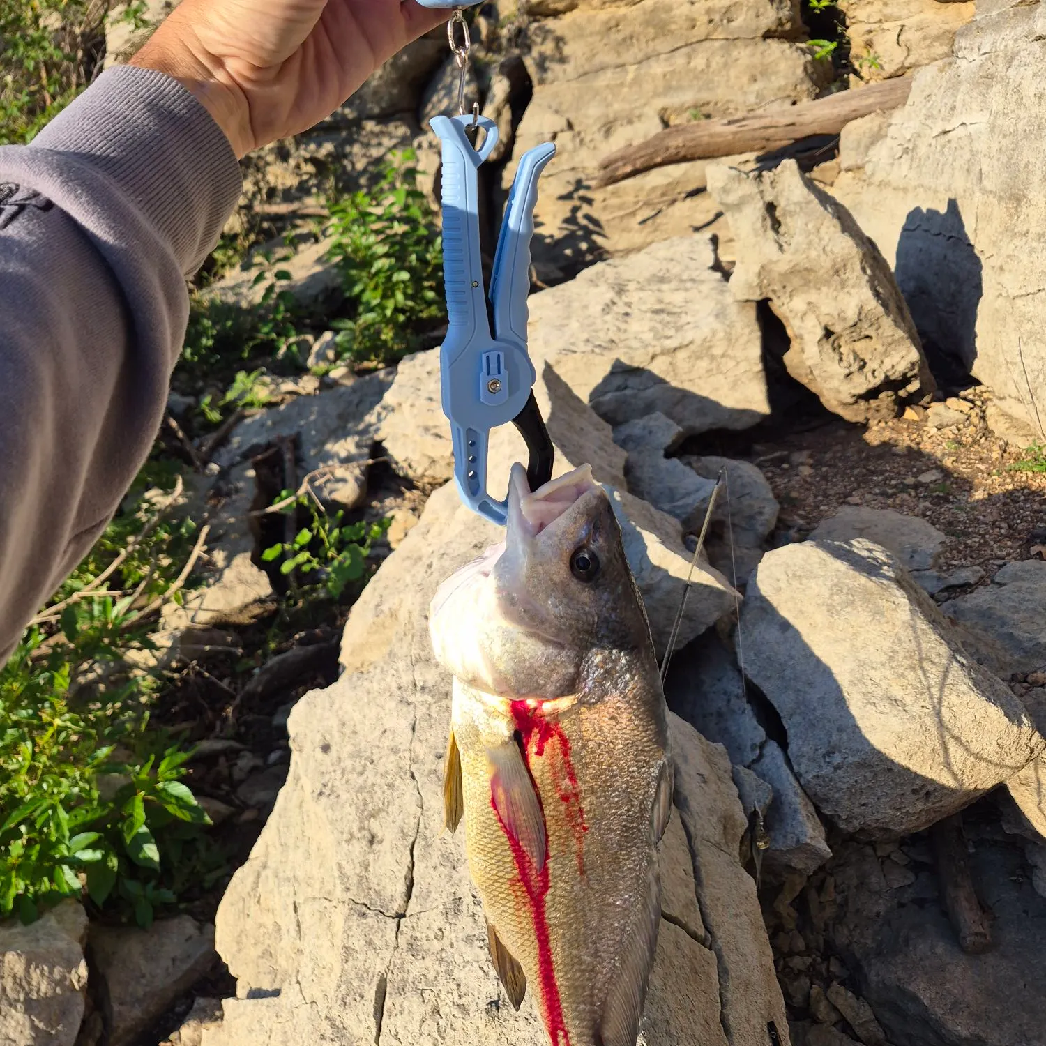 Freshwater drum caught on Fishbrain