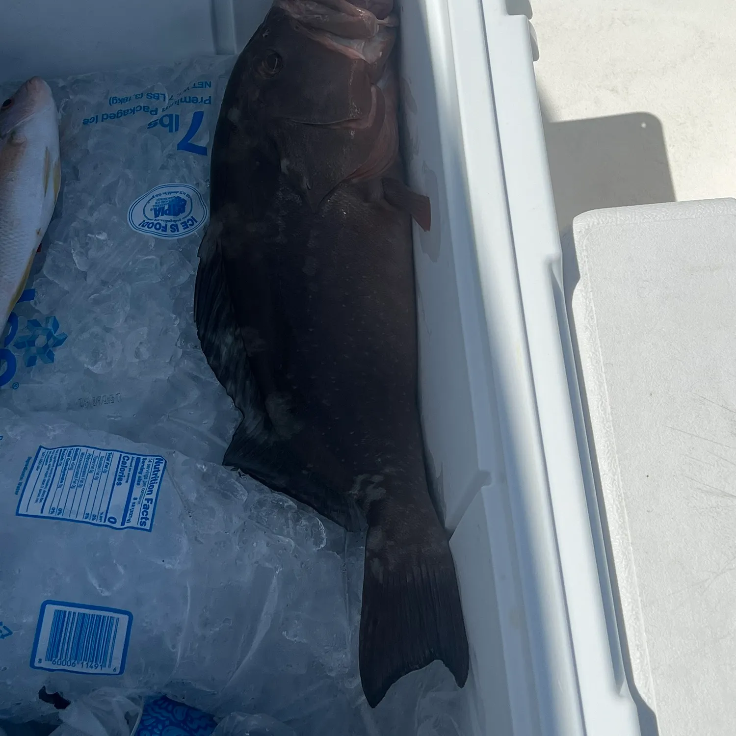 The most recent Black grouper catches on Fishbrain