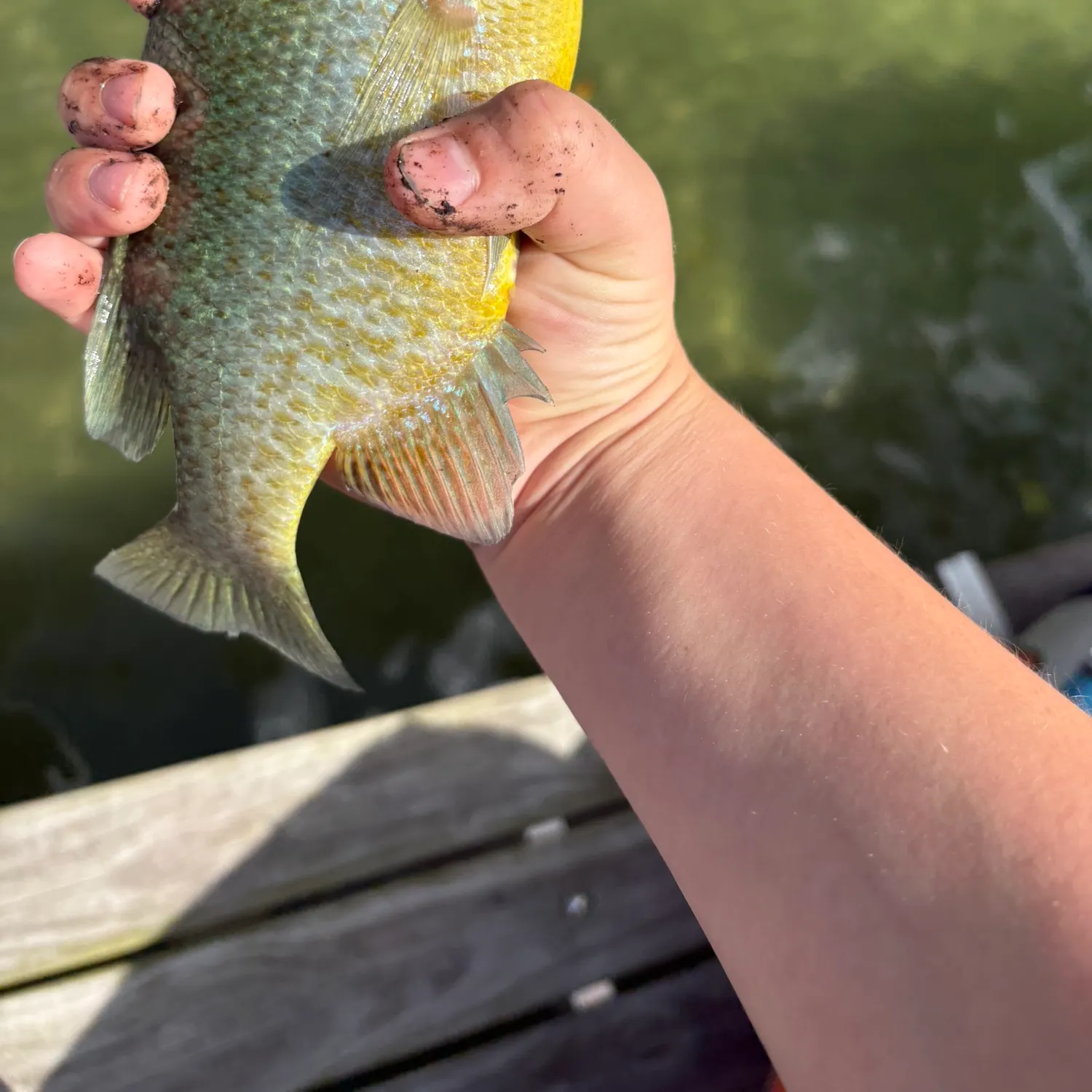 Pumpkinseed caught on Fishbrain