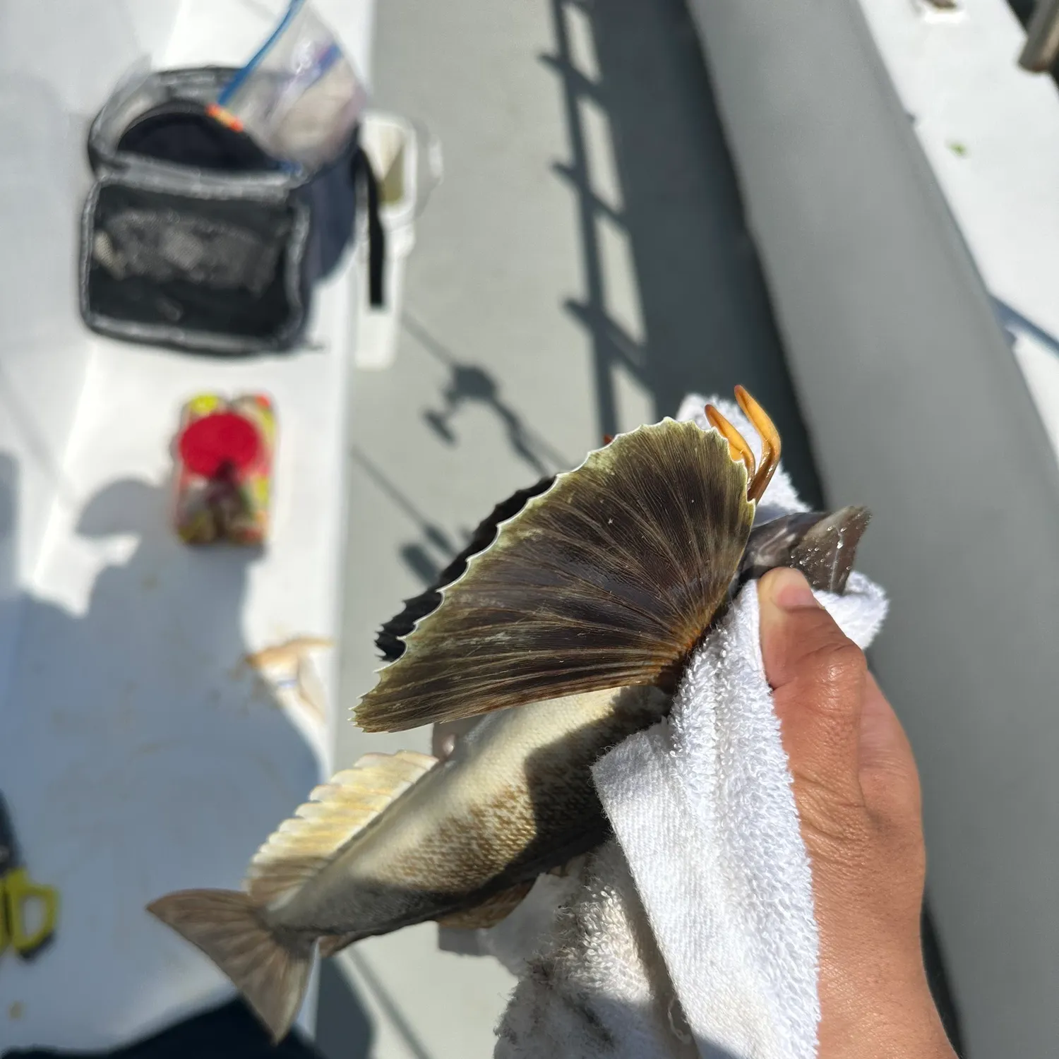 The most recent Northern searobin catches on Fishbrain