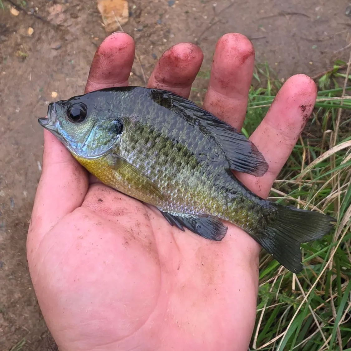 Bluegill caught on Fishbrain