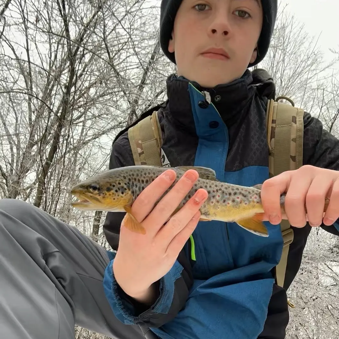 The most recent Brown trout catches on Fishbrain