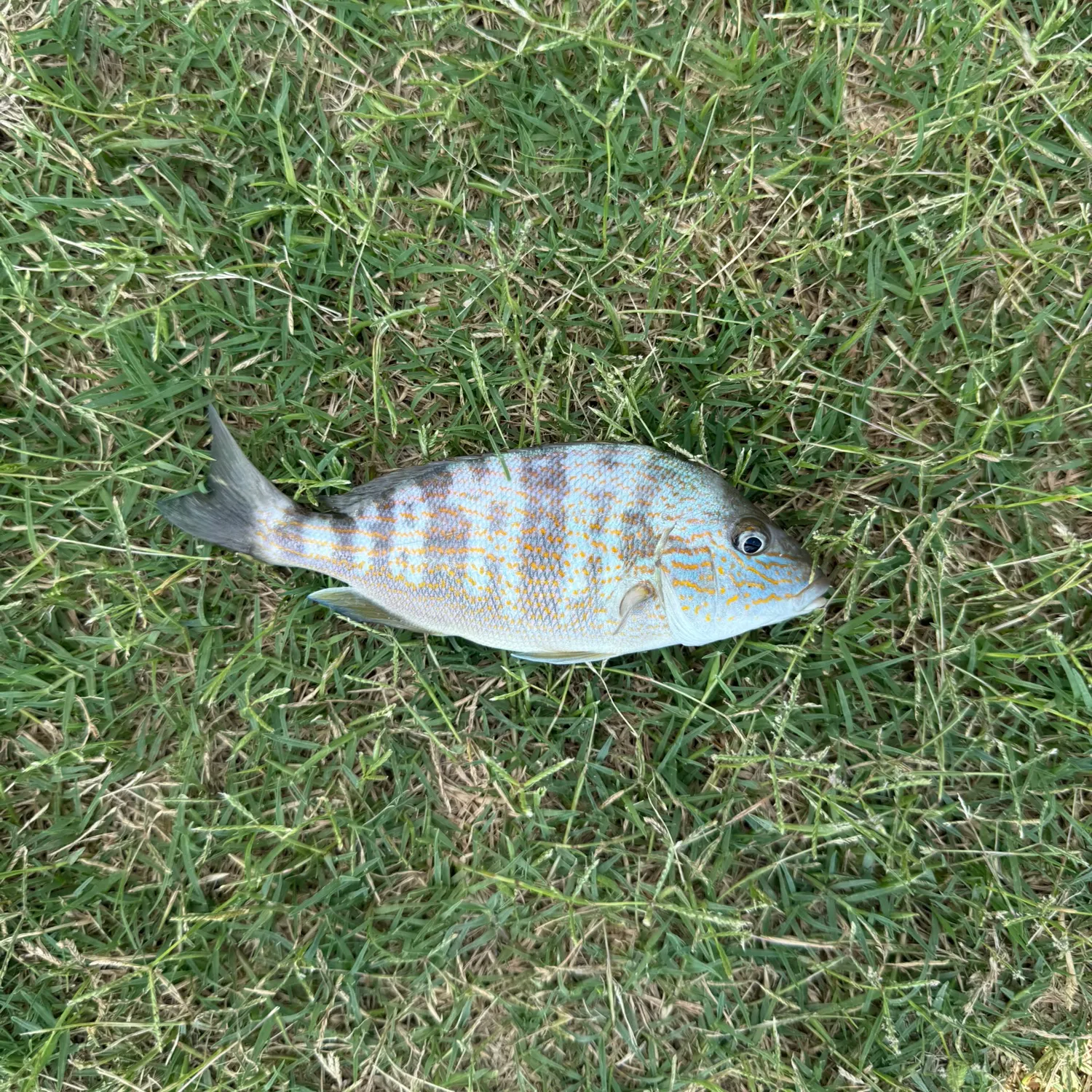 Pigfish caught on Fishbrain