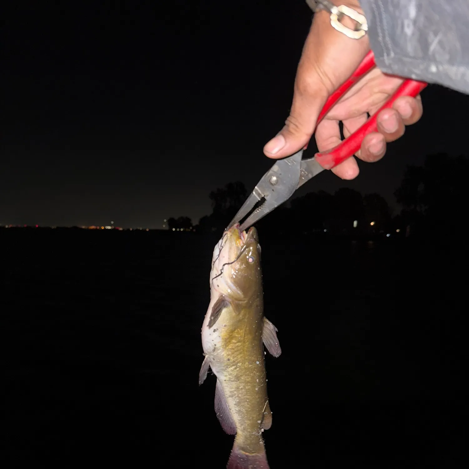 Yellow bullhead caught on Fishbrain