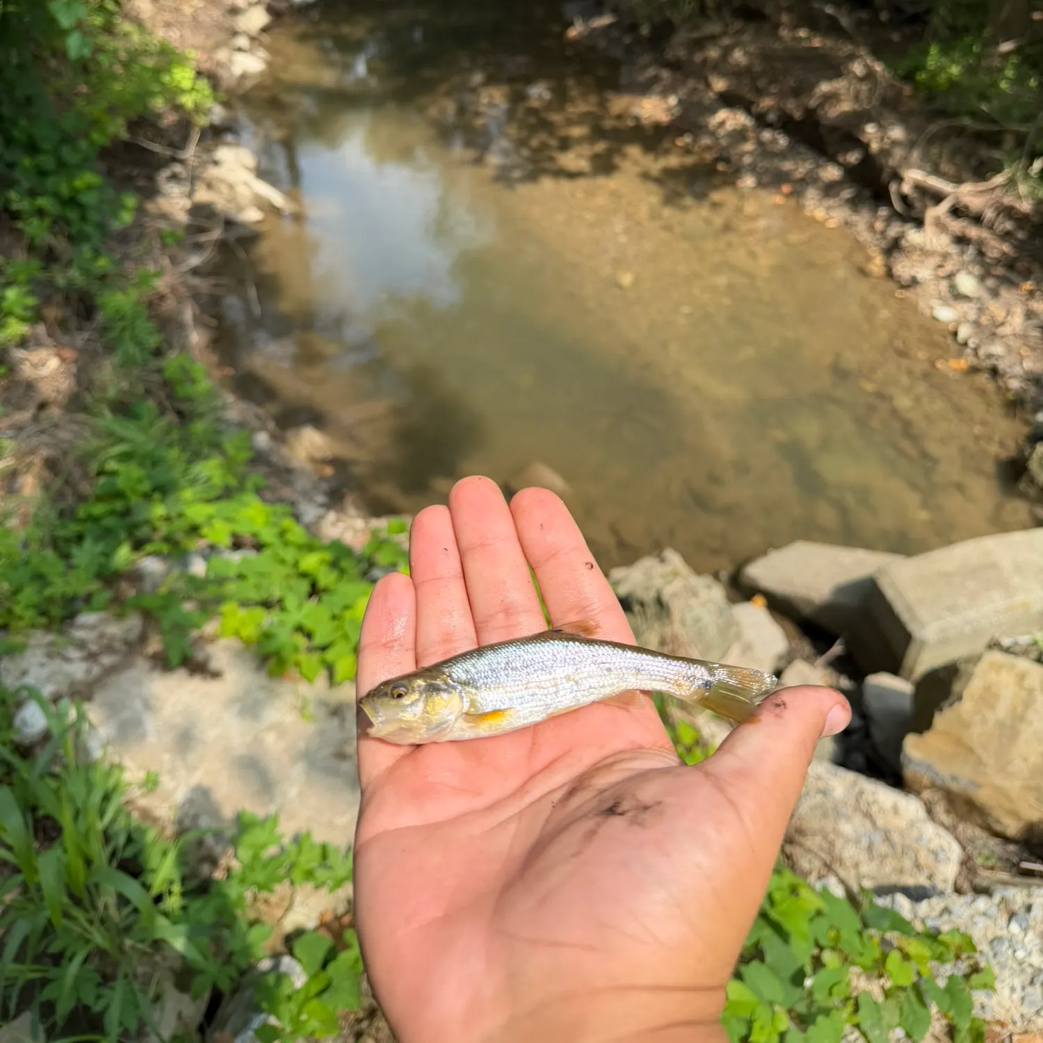 Creek chub caught on Fishbrain