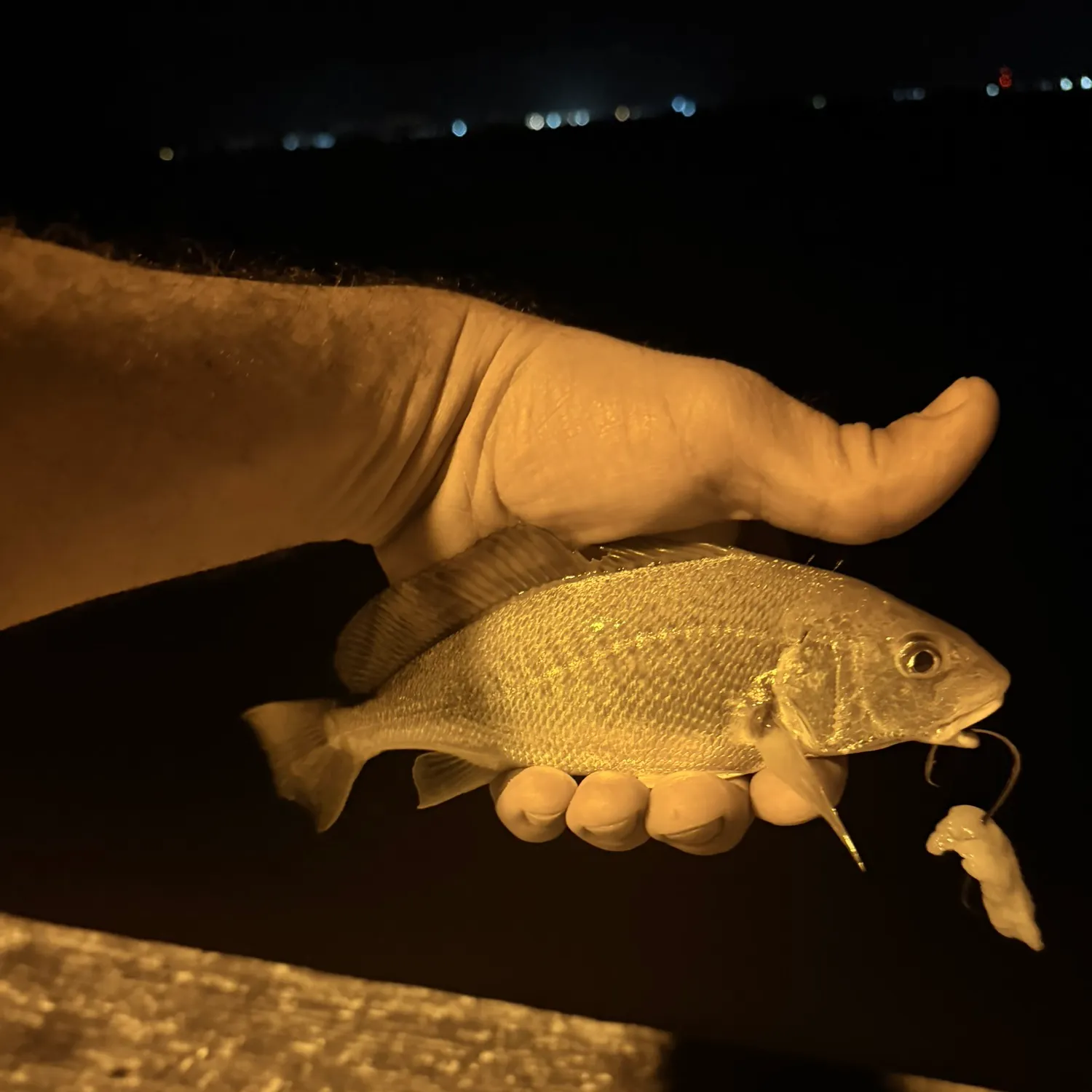 The most recent Atlantic croaker catches on Fishbrain