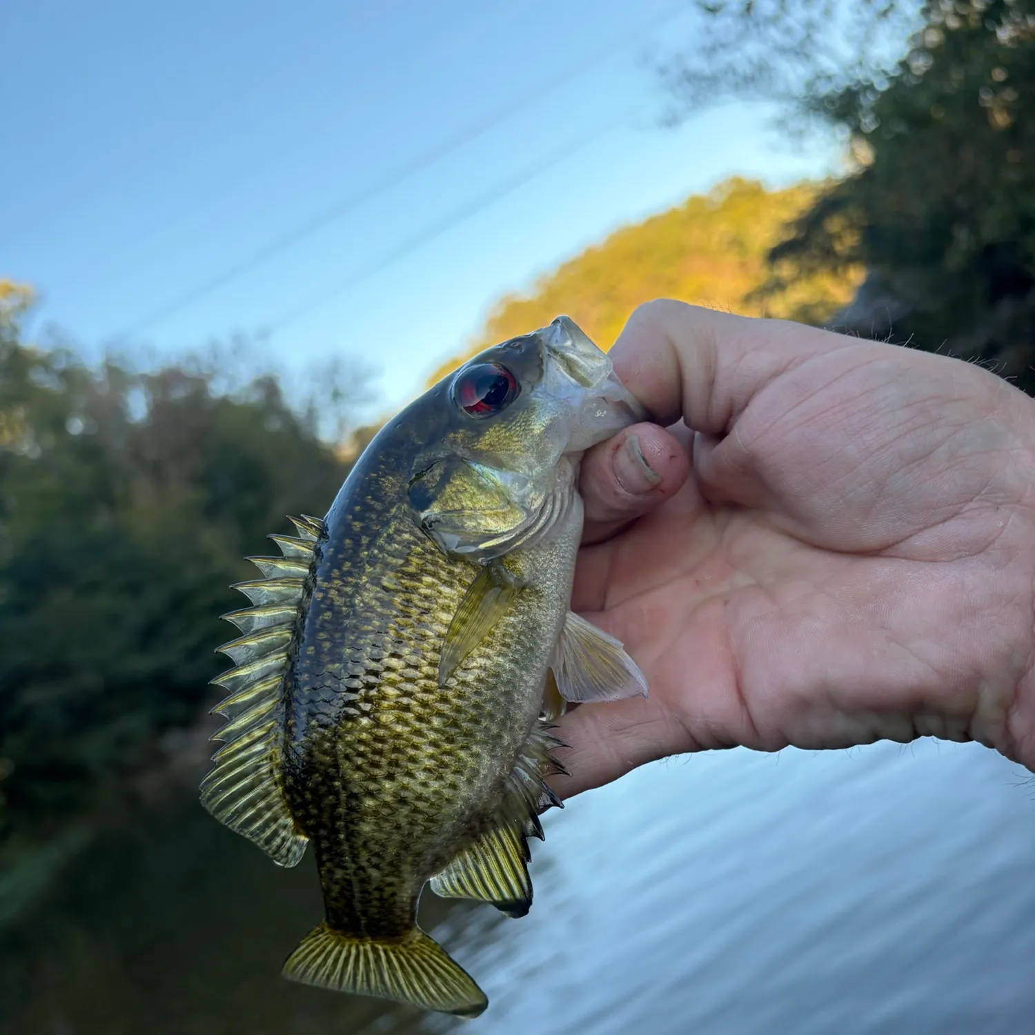 Rock bass caught on Fishbrain