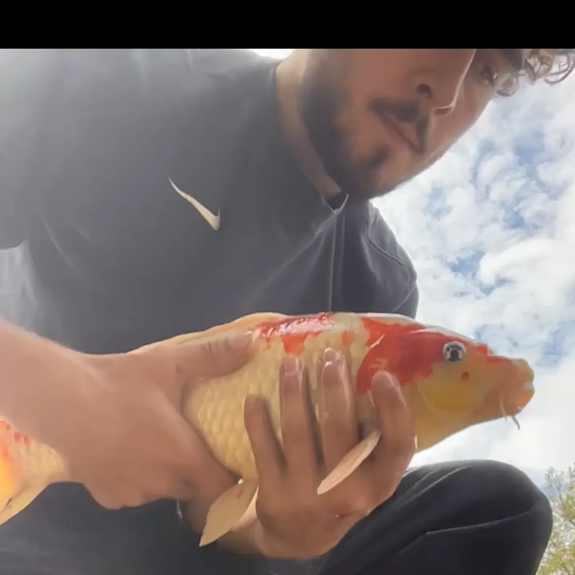 Koi carp caught on Fishbrain