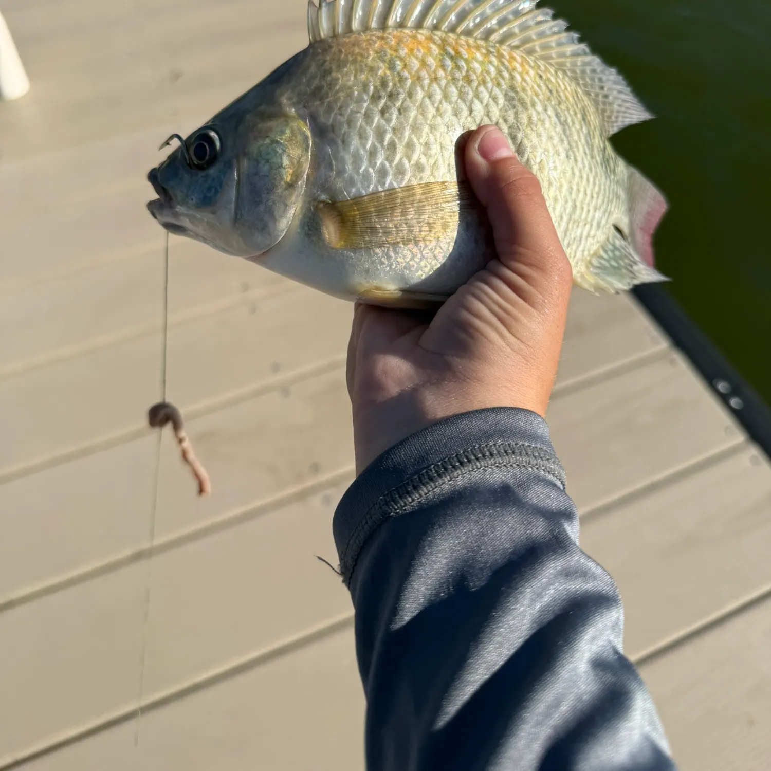 Nile tilapia caught on Fishbrain