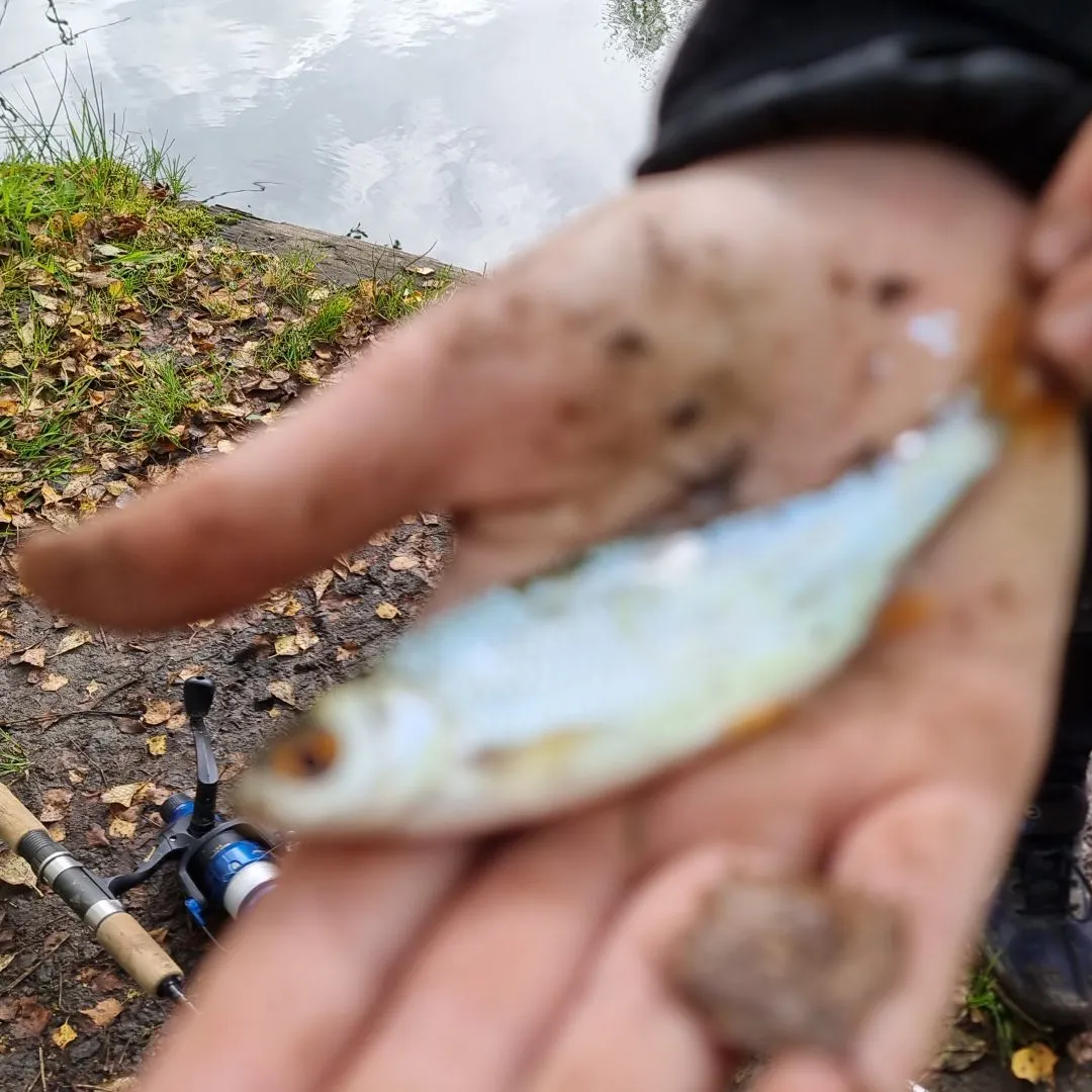 Common roach caught on Fishbrain