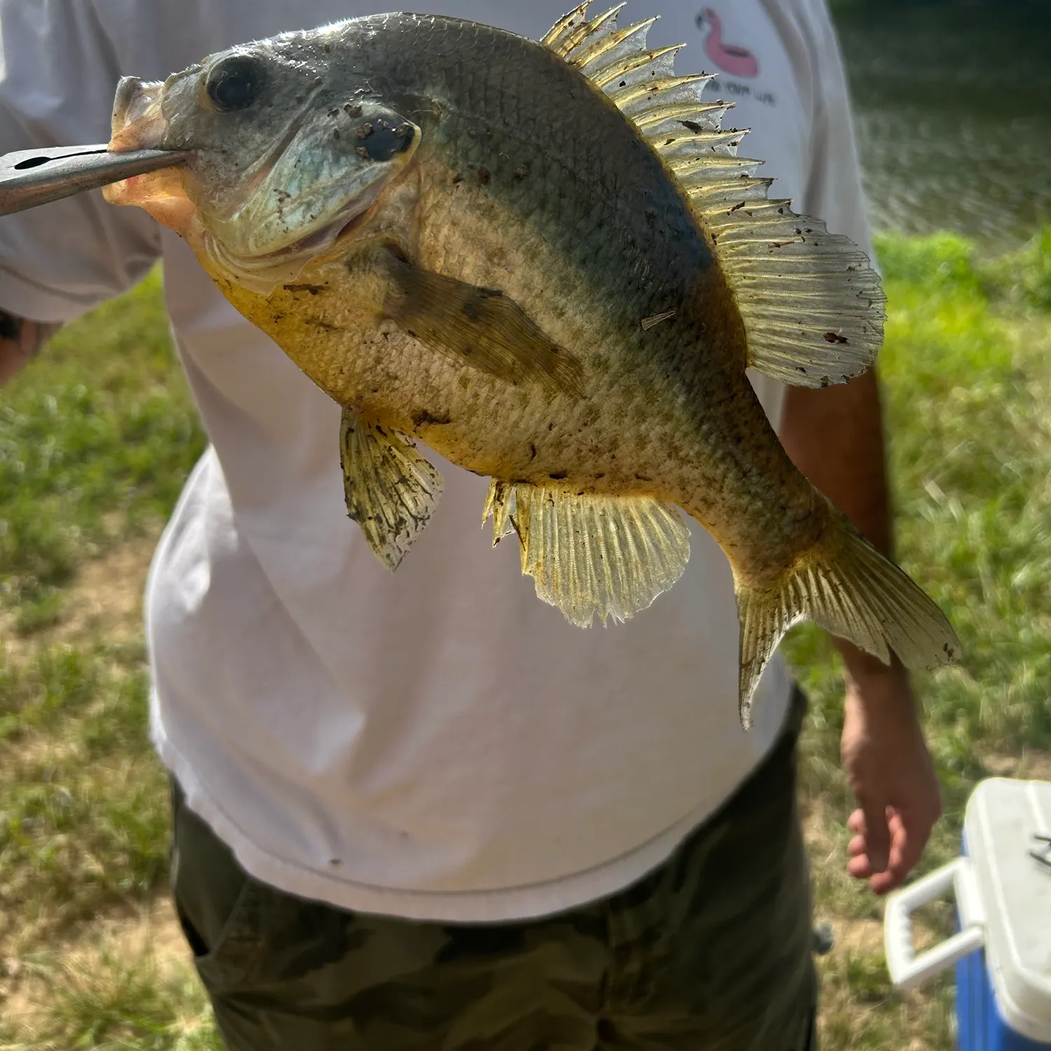 The most recent Flier catches on Fishbrain