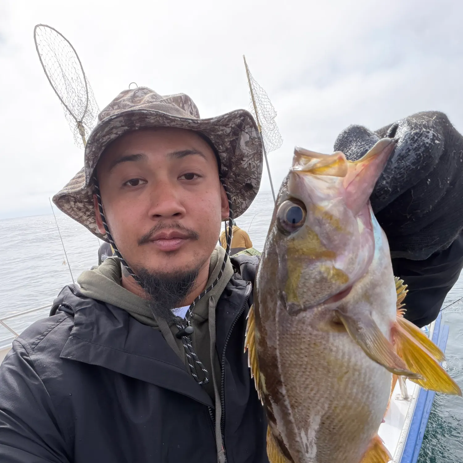 Yellowtail rockfish caught on Fishbrain