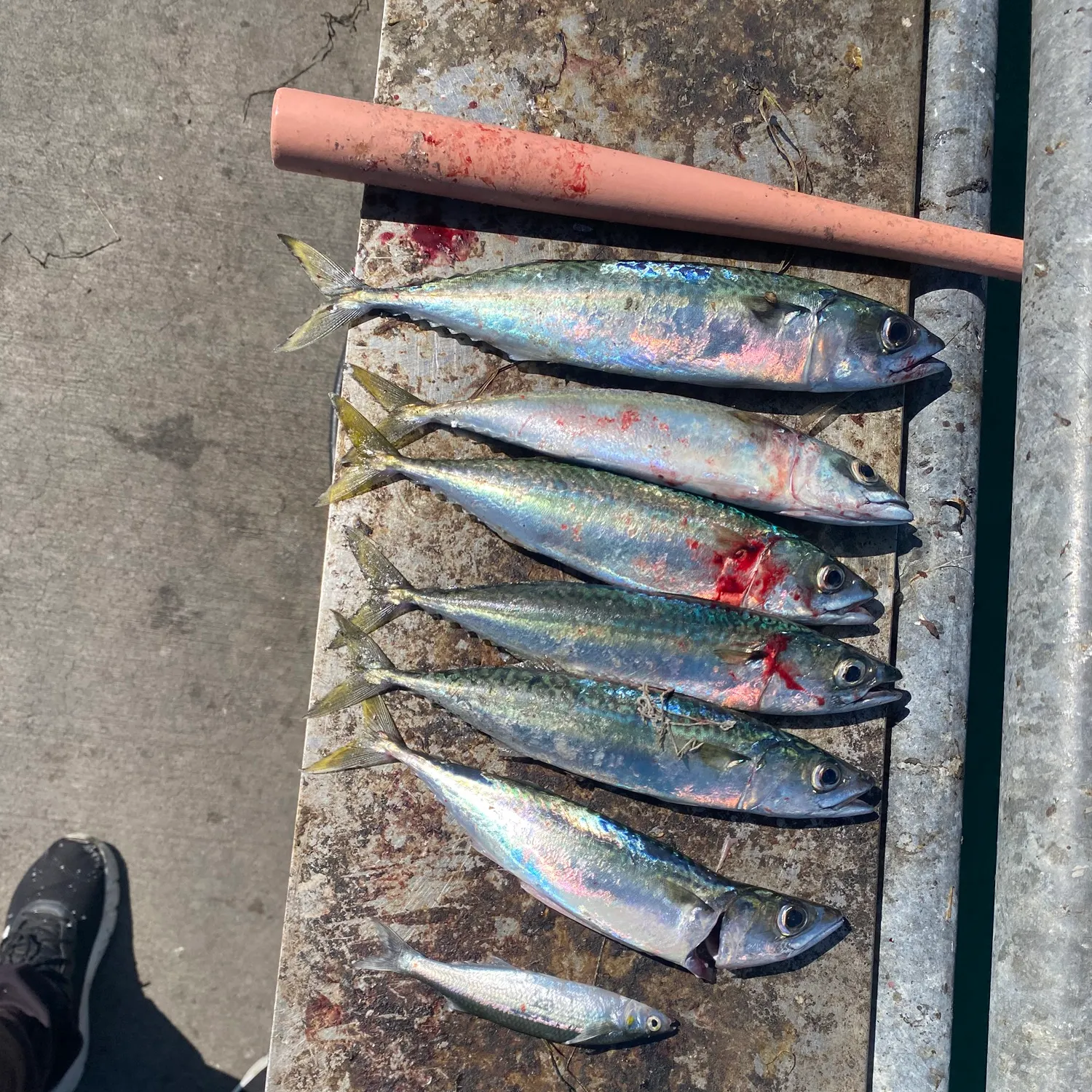 The most recent Pacific chub mackerel catches on Fishbrain