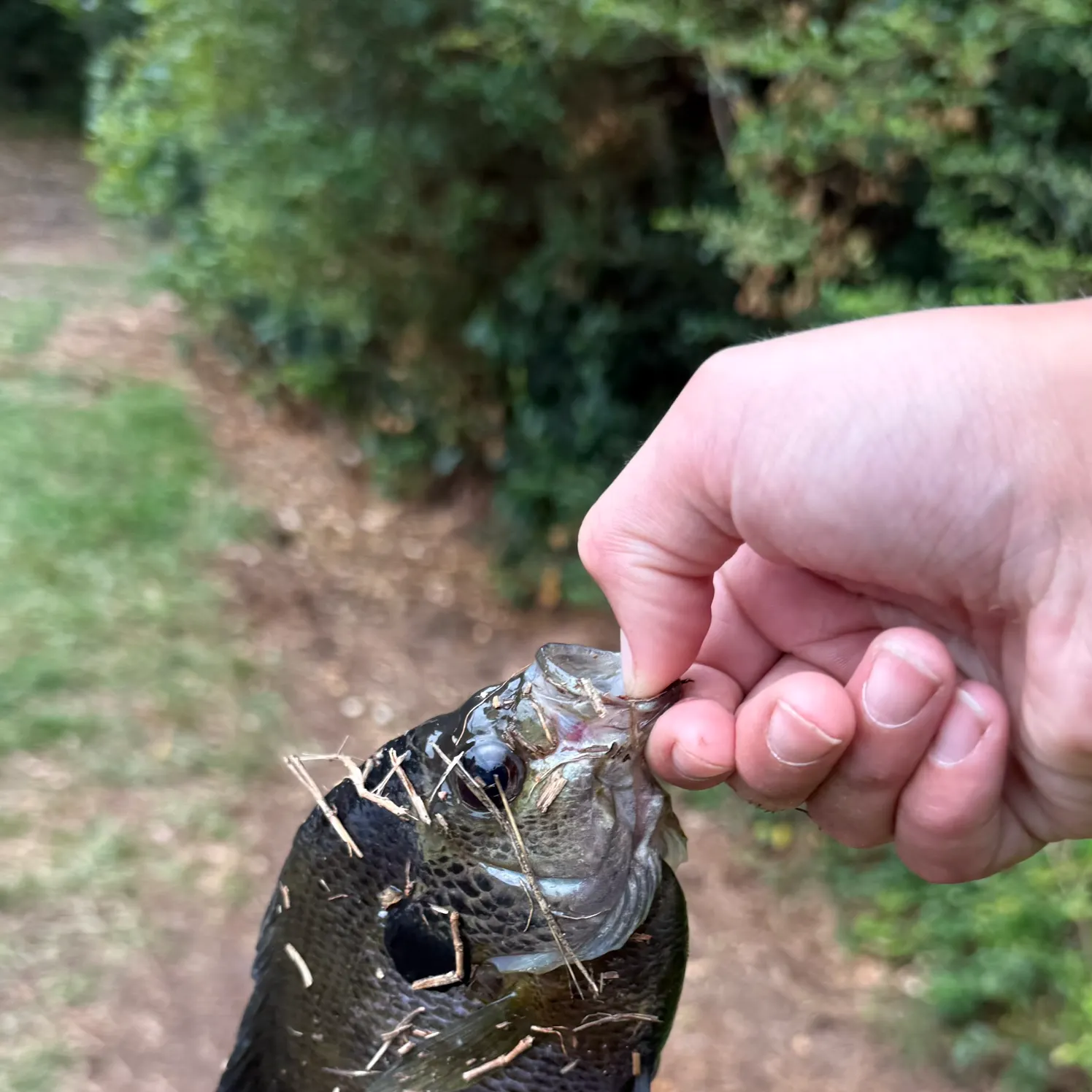 catch