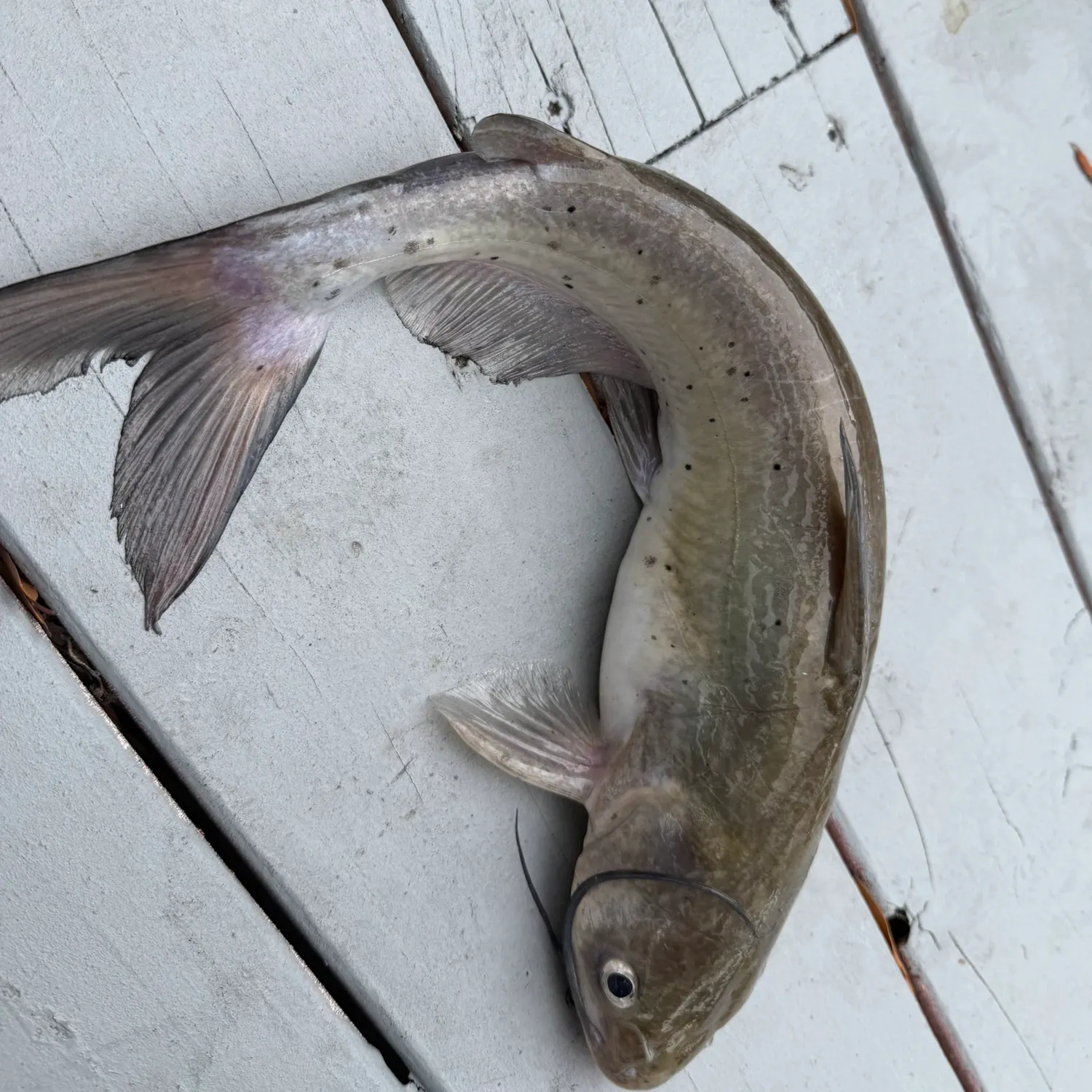 The most recent Blue catfish catches on Fishbrain