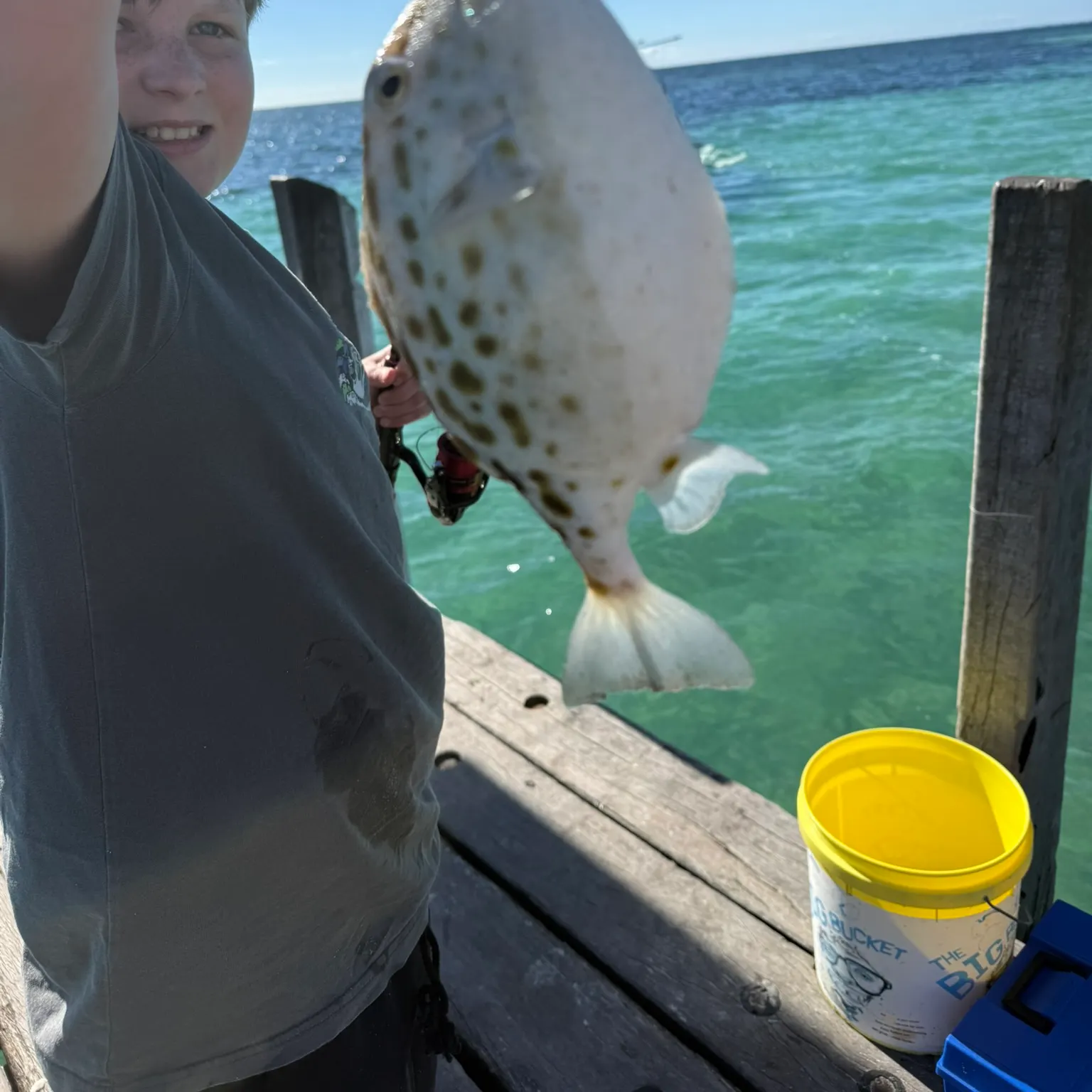 The most recent Shortnose boxfish catches on Fishbrain