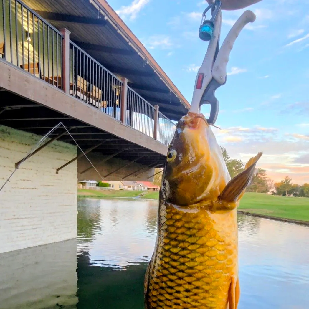 Common carp caught on Fishbrain