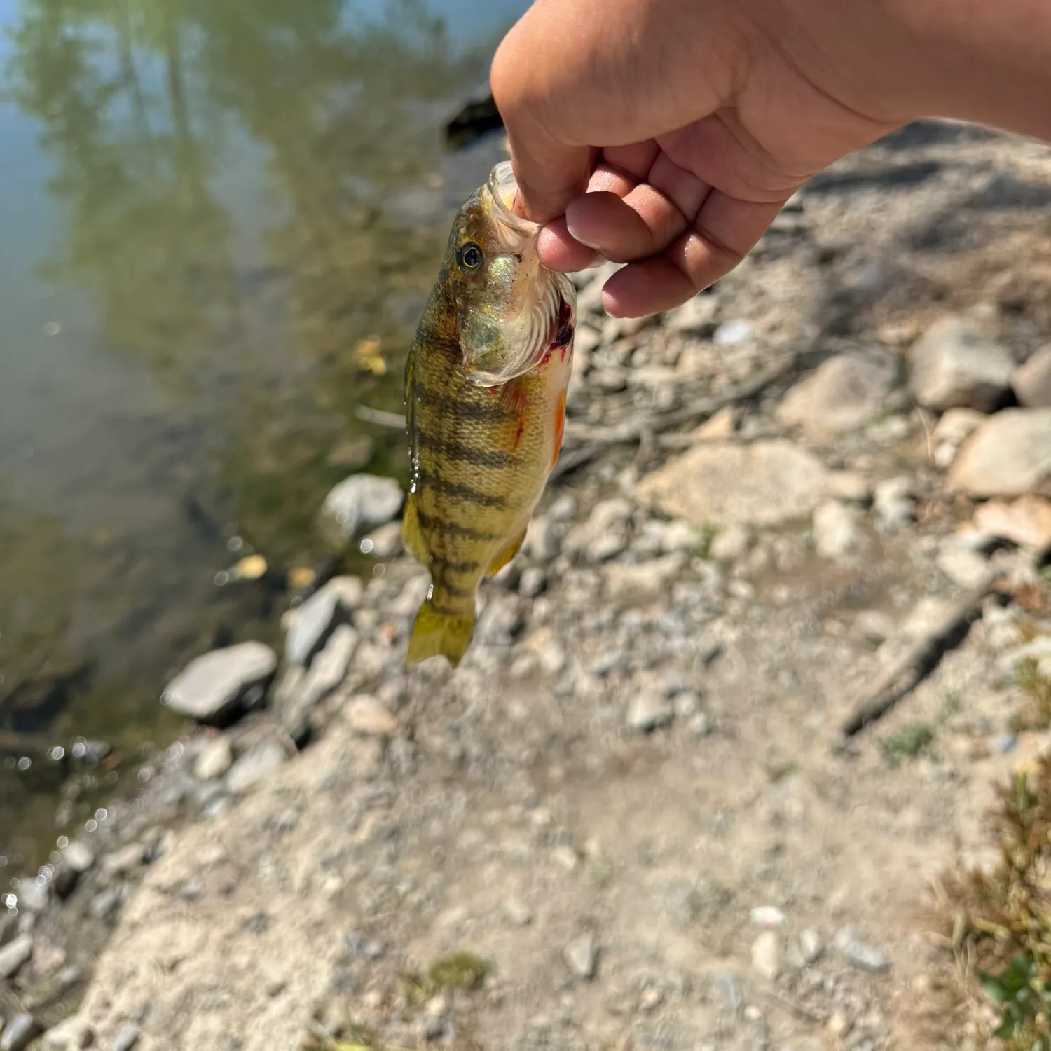Yellow perch caught on Fishbrain