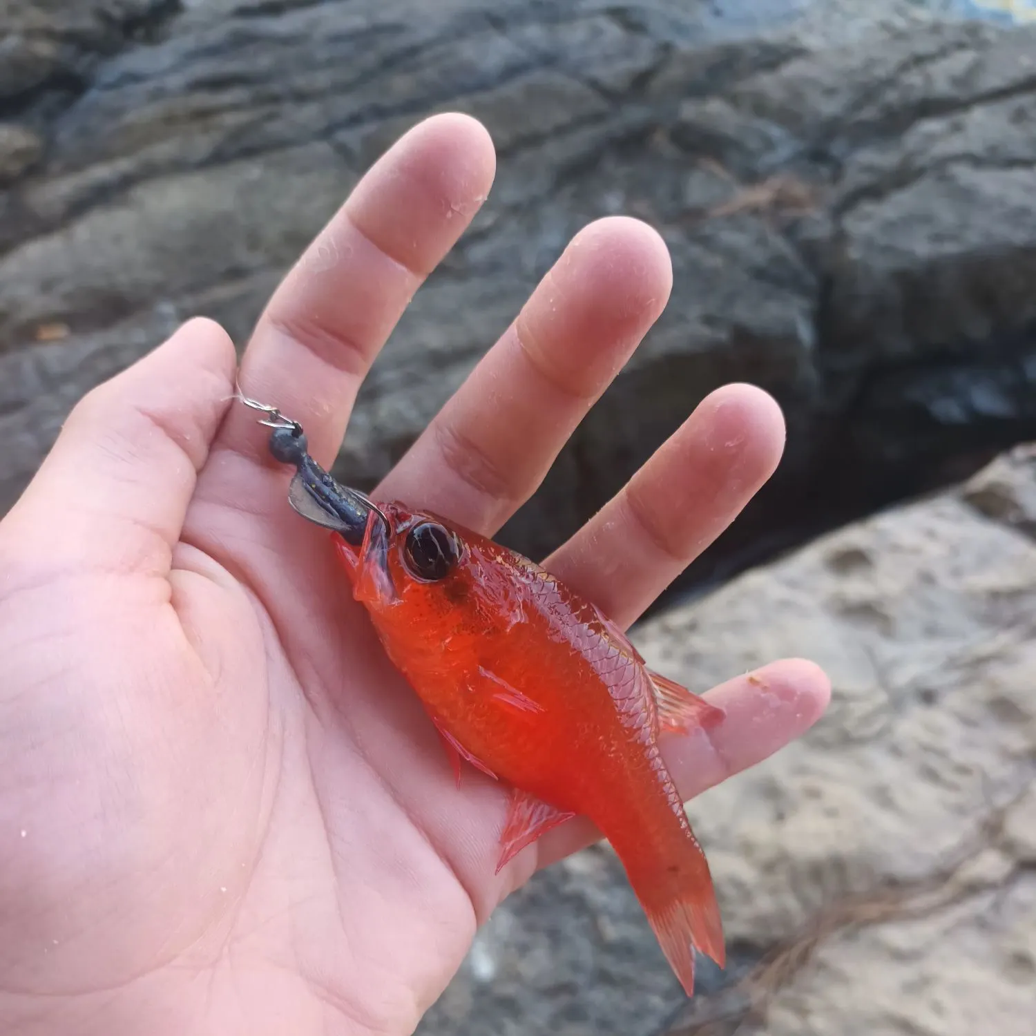 The most recent Big red cardinalfish catches on Fishbrain