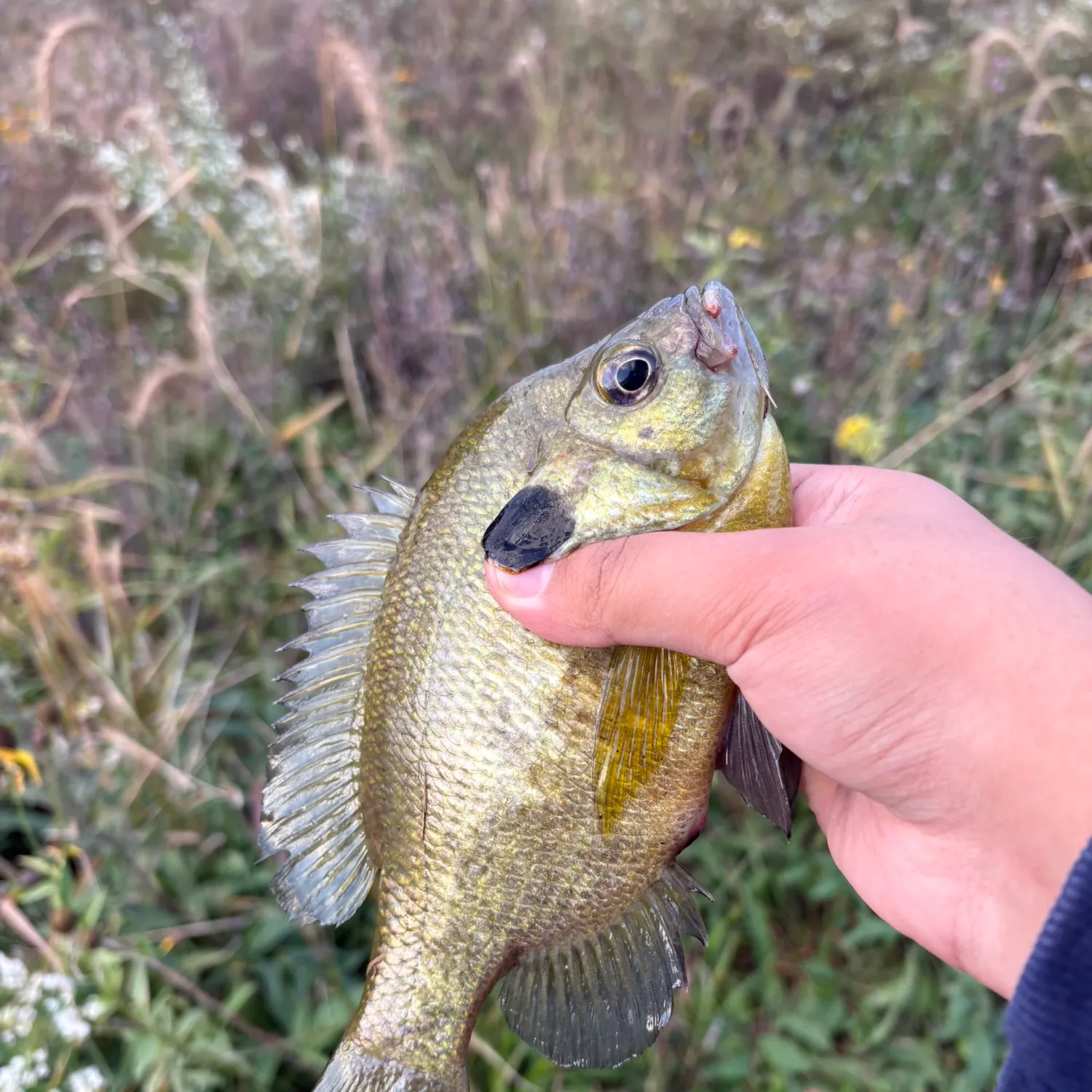 The most recent Bluegill x longear sunfish catches on Fishbrain