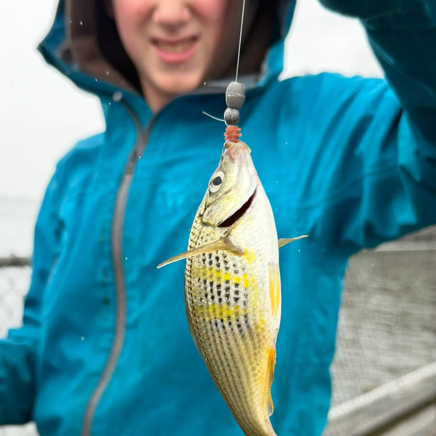 Redtail surfperch caught on Fishbrain