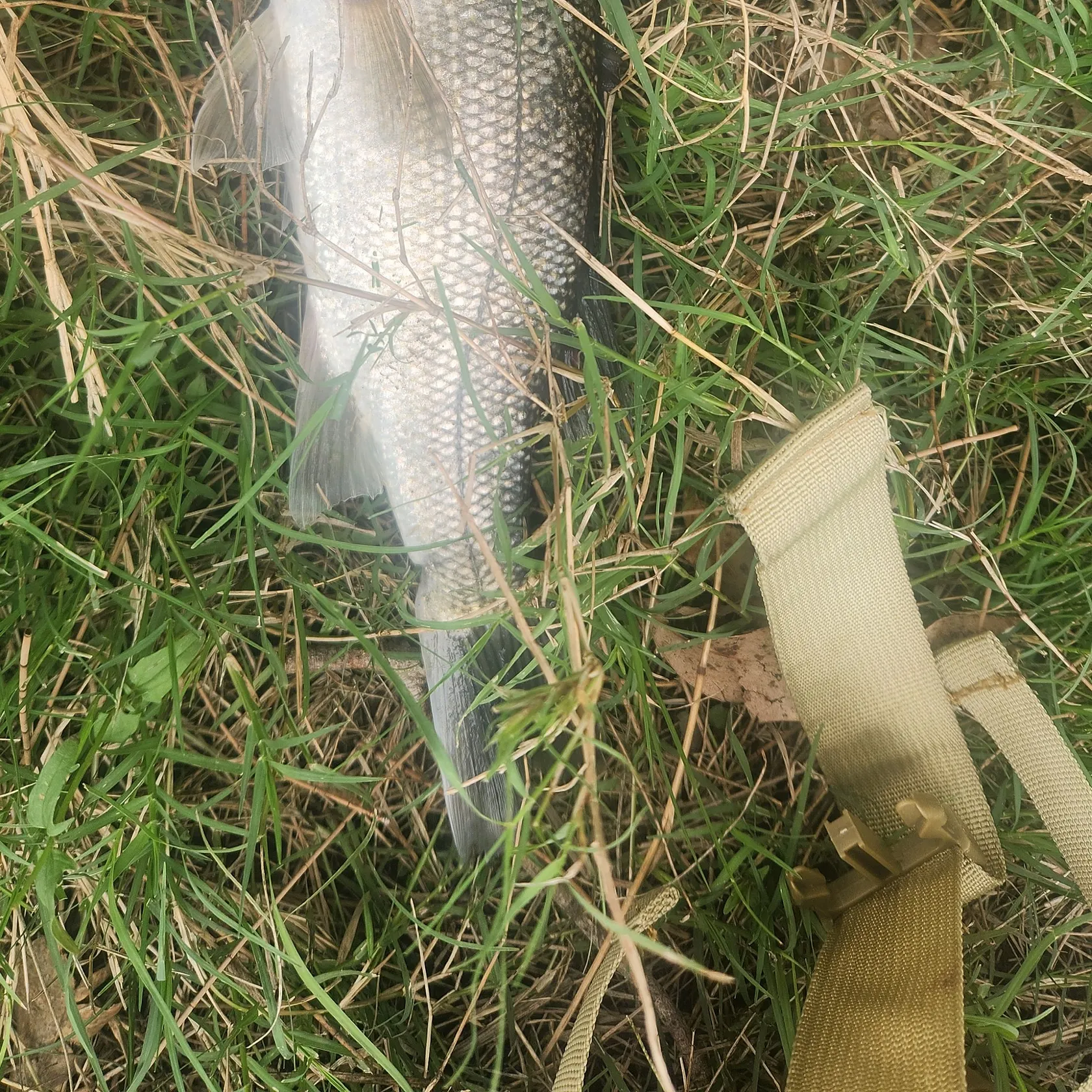 The most recent Australian bass catches on Fishbrain