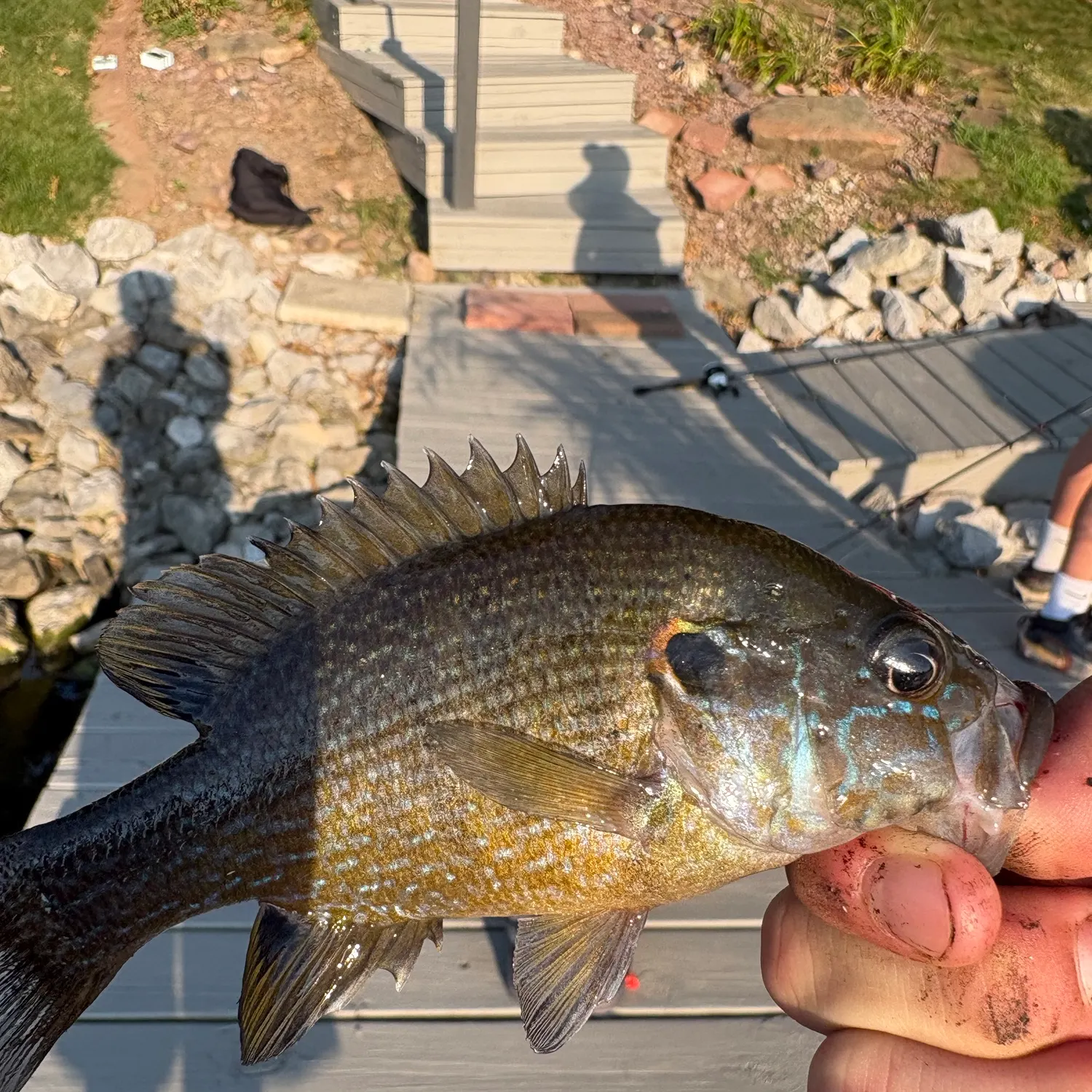 Green sunfish caught on Fishbrain